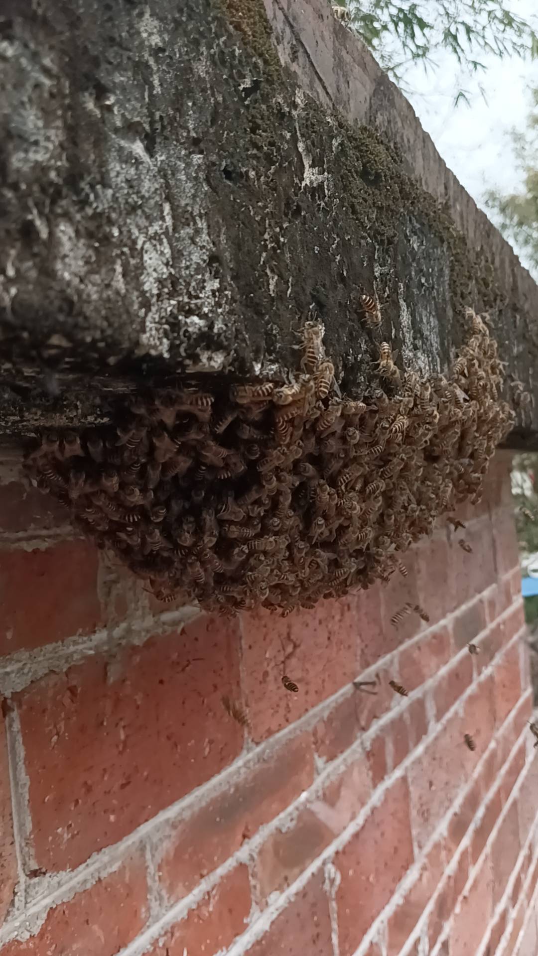 两天装了两箱蜂回来，被蜇的不像样了



59 / 作者:永恒yi / 