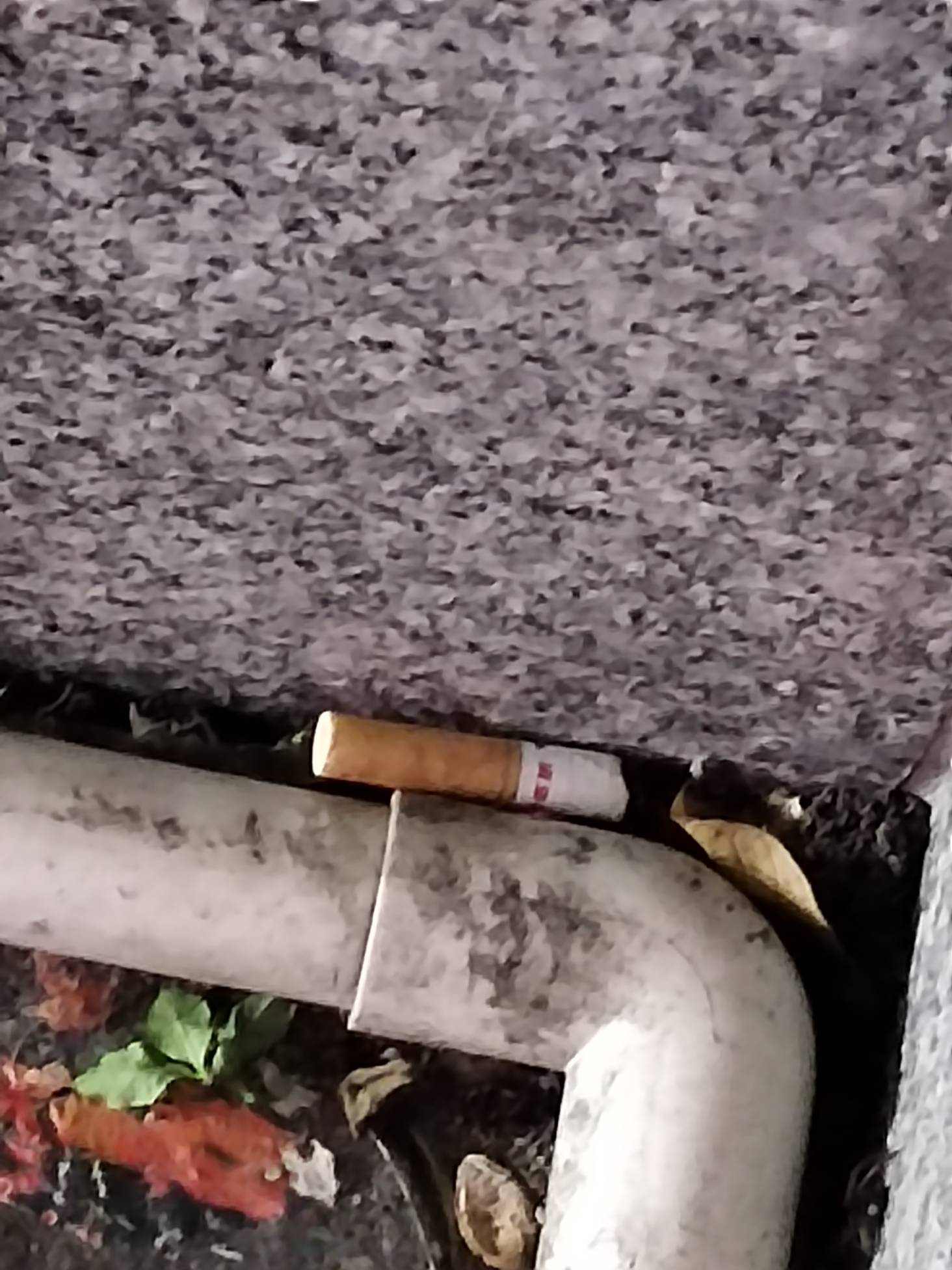 好想捡起来抽。盯着它几分钟了。 这个长度起码三口。


17 / 作者:林伯不卖菠萝鱼 / 