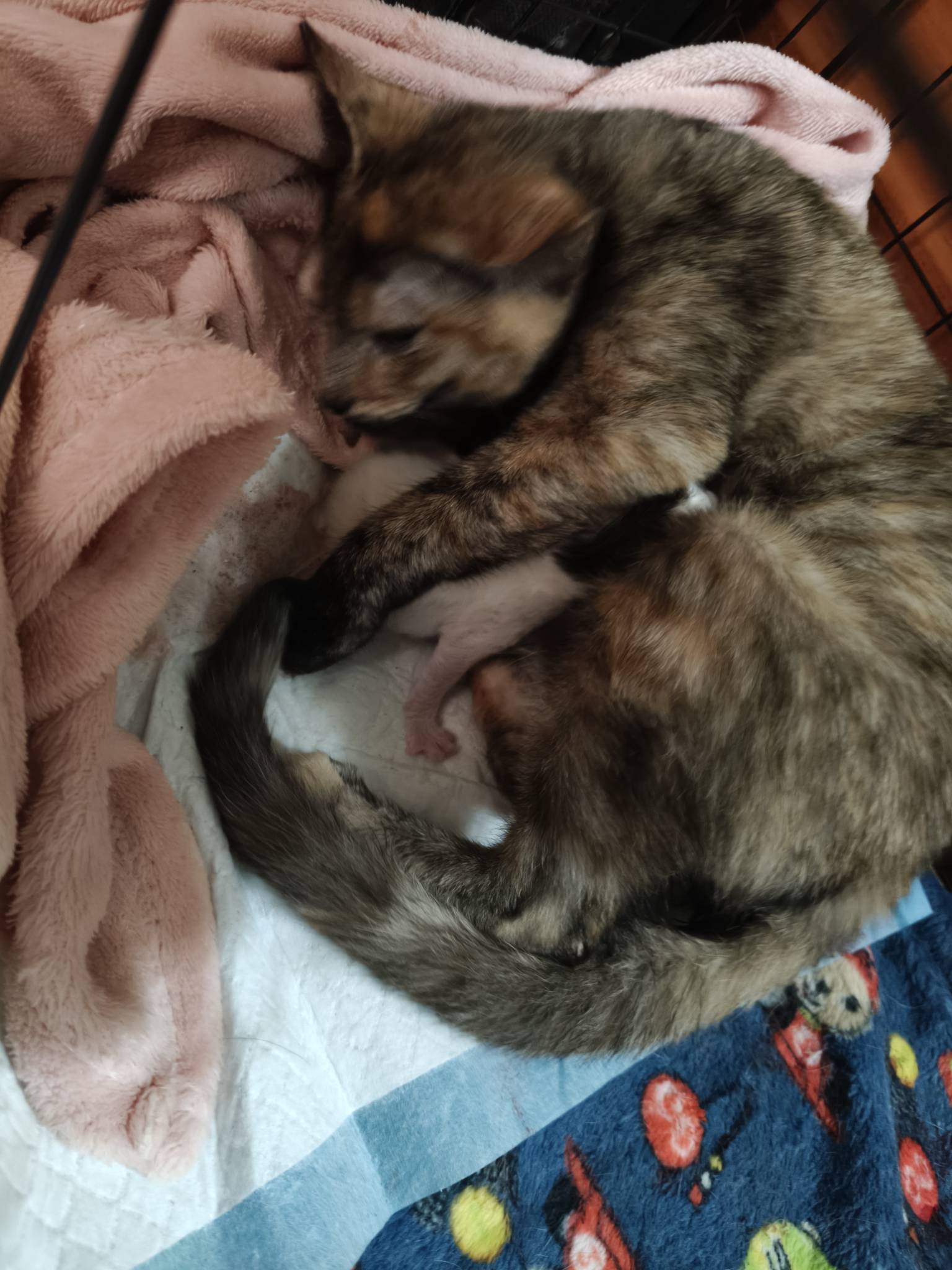 搞一晚上结果就生了个独苗

62 / 作者:温暖5188 / 