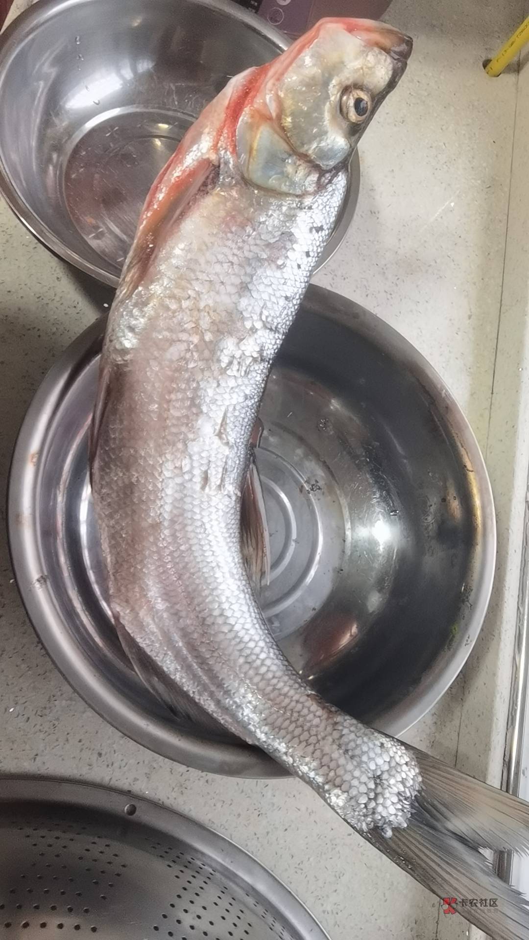 整个红烧鲫鱼豆腐汤，美滋滋

100 / 作者:摇摆的苏丹 / 