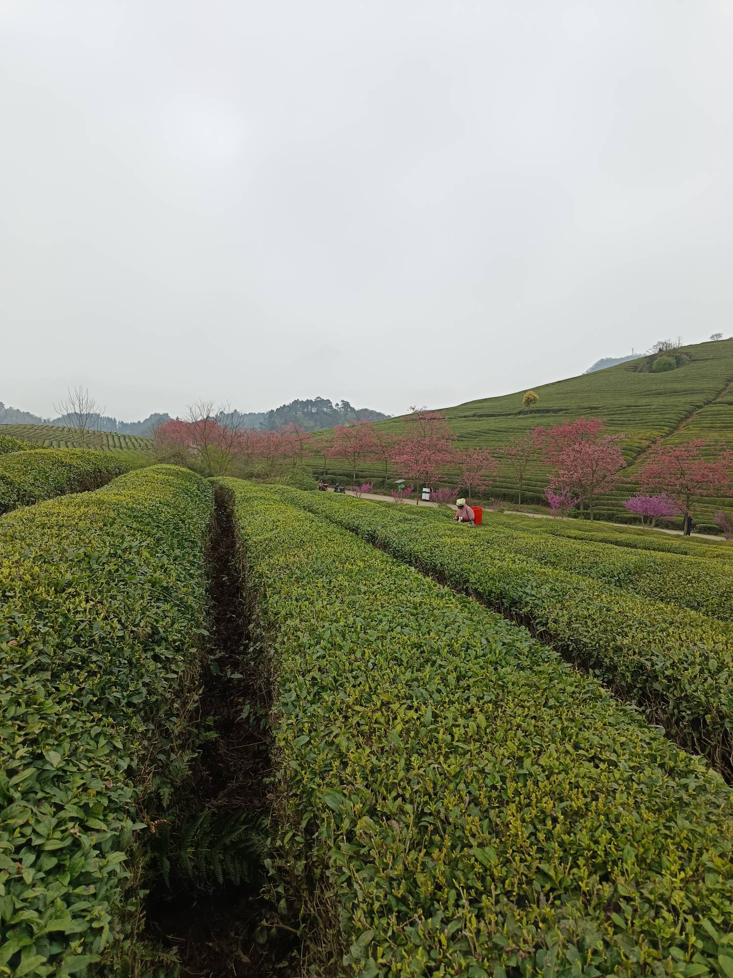 来采茶了老哥们



55 / 作者:浪花的泡沫、 / 