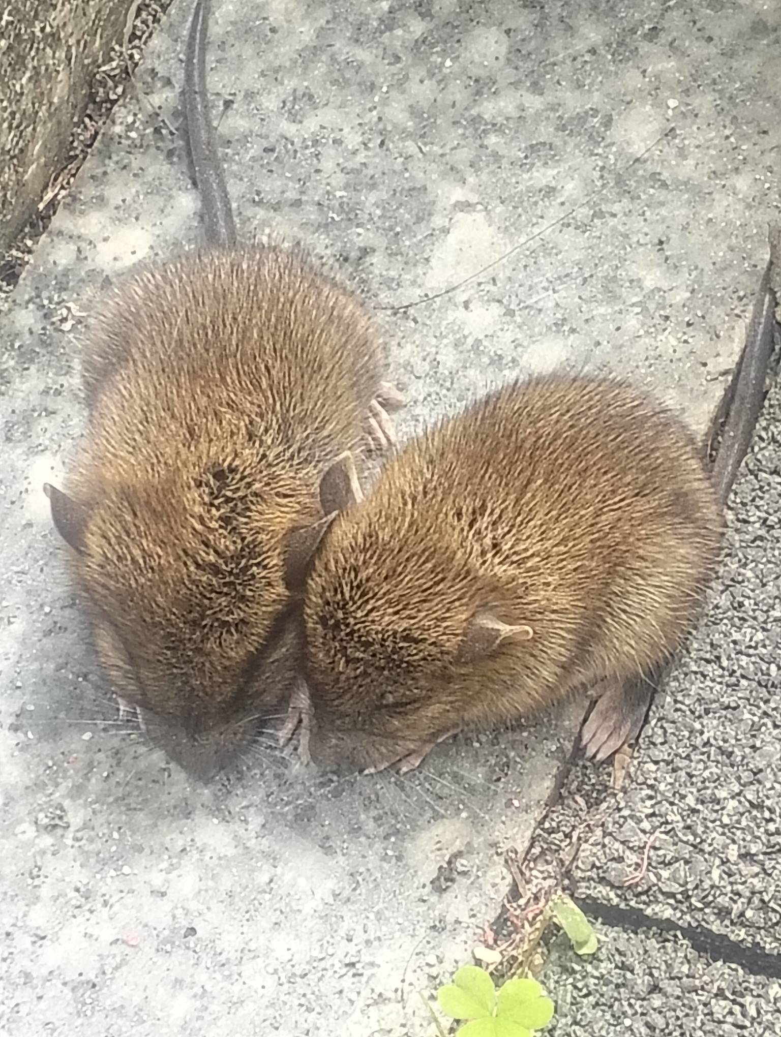 老哥们，加餐了

36 / 作者:尛•牛•氓 / 