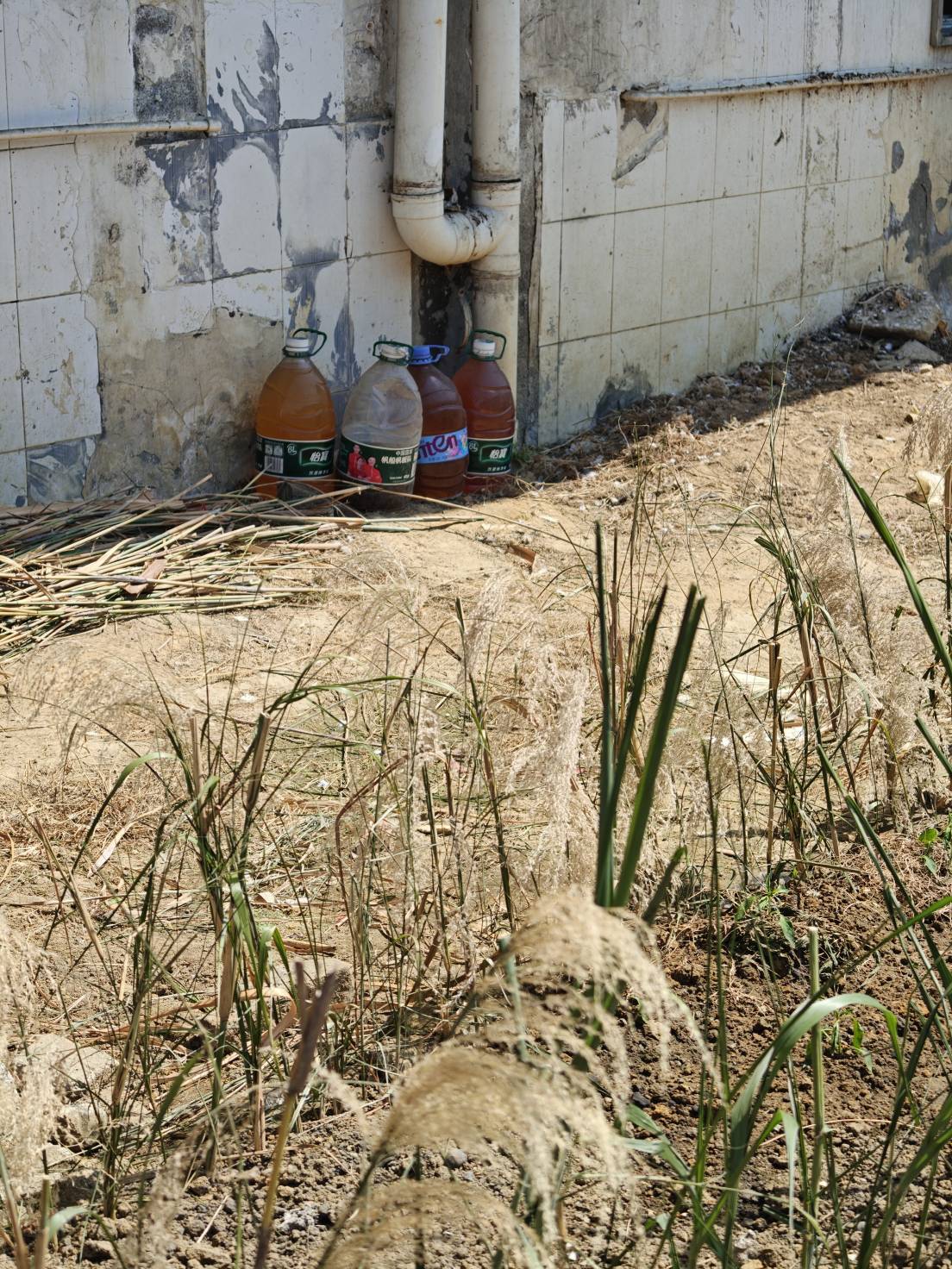 野生冰红茶

51 / 作者:神孙策 / 