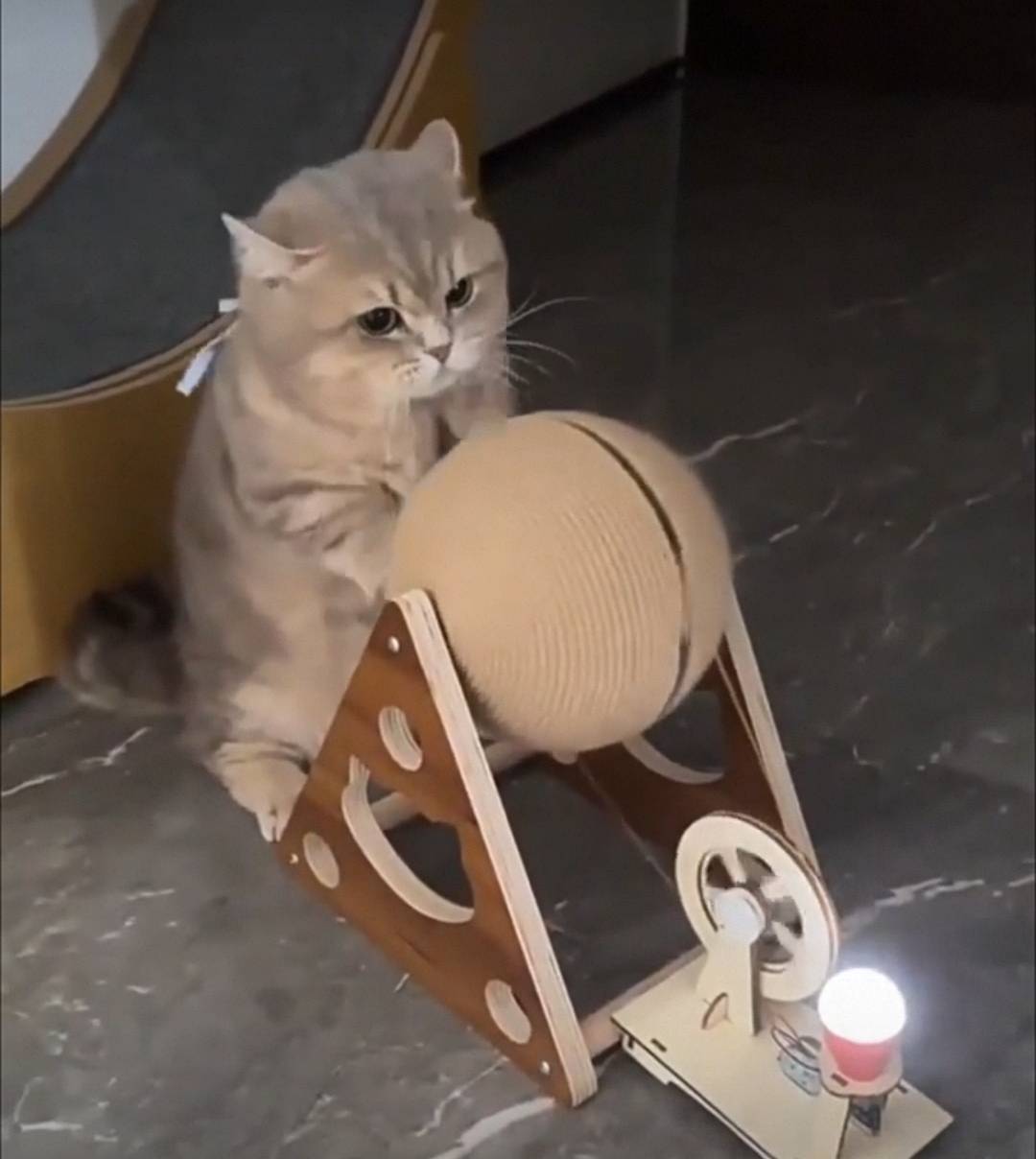 老哥们 ，这是.田园狸花猫不。捡的流浪猫

96 / 作者:卡农~南同学 / 