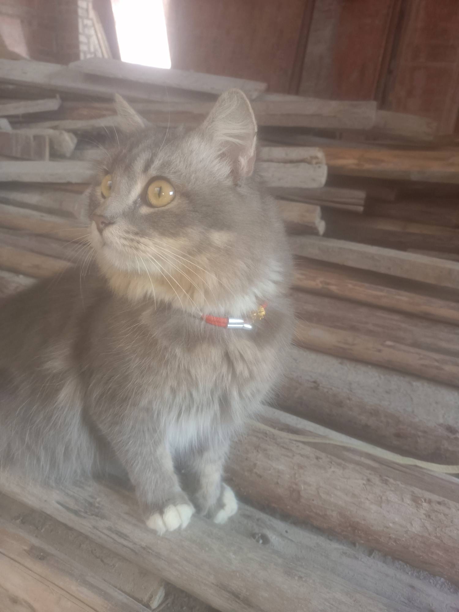 老哥们 ，这是.田园狸花猫不。捡的流浪猫

25 / 作者:卡农~南同学 / 