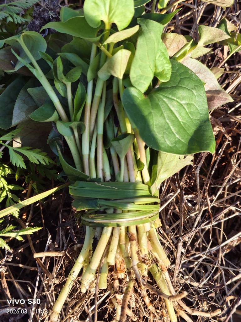 老哥，我又躺平了，扯扯竹笋扯，挖挖折耳根，又是一天


27 / 作者:果然一道 / 