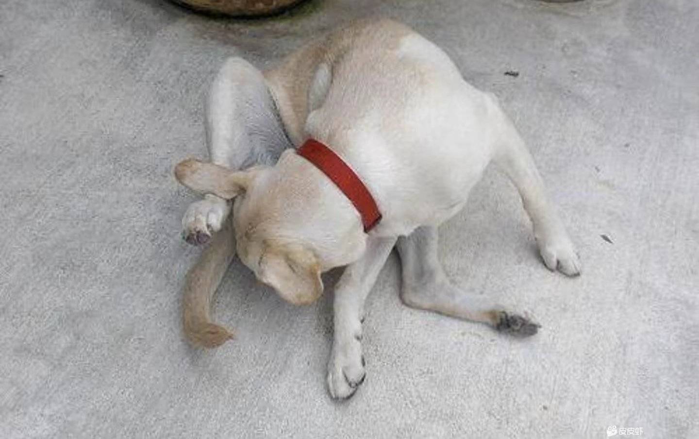 看到泰迪我就想一脚踹死，看到这狗真的想吐

99 / 作者:季伯长 / 