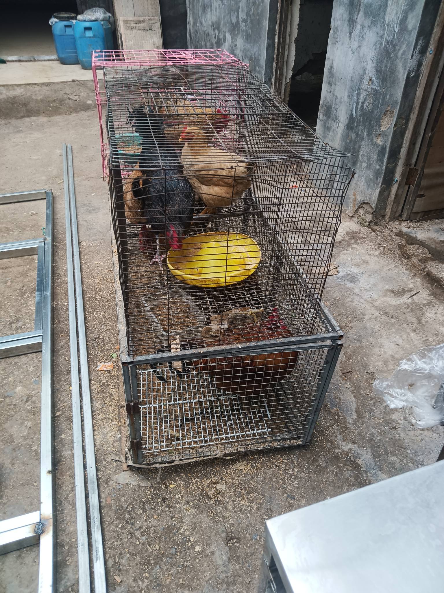 吃不起鸡蛋了老哥们，买了七八只鸡来养

24 / 作者:江苏第一深情 / 