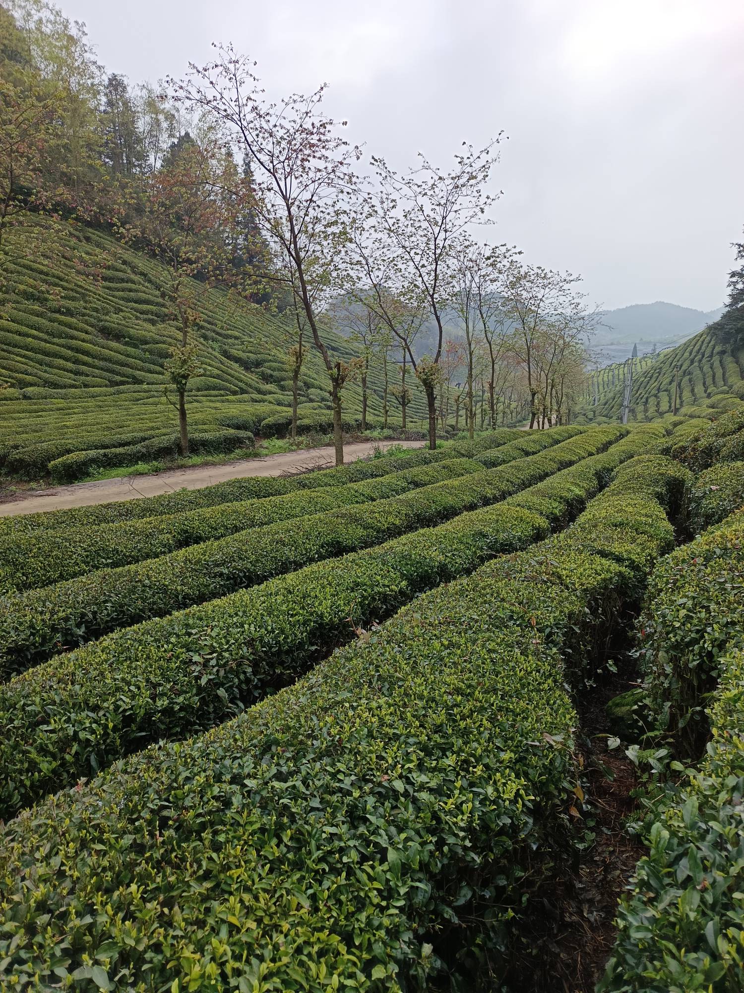 你们在申请毛，我在讨茶叶


62 / 作者:浪花的泡沫、 / 