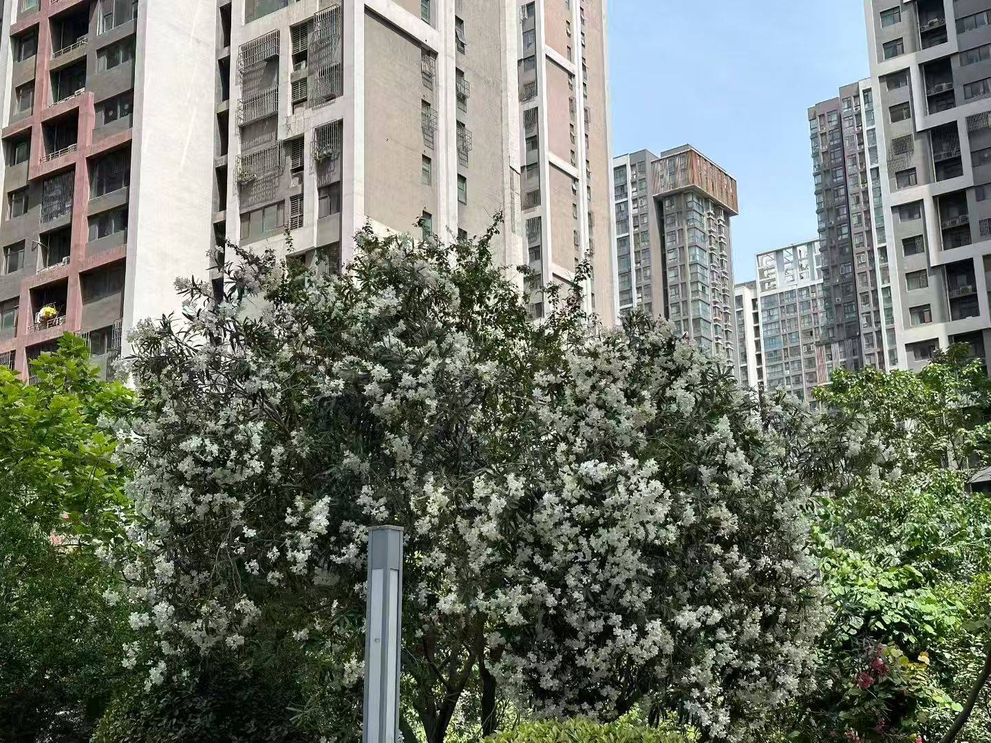 春天来了，夏天也快了

58 / 作者:挂比了救我鸭 / 