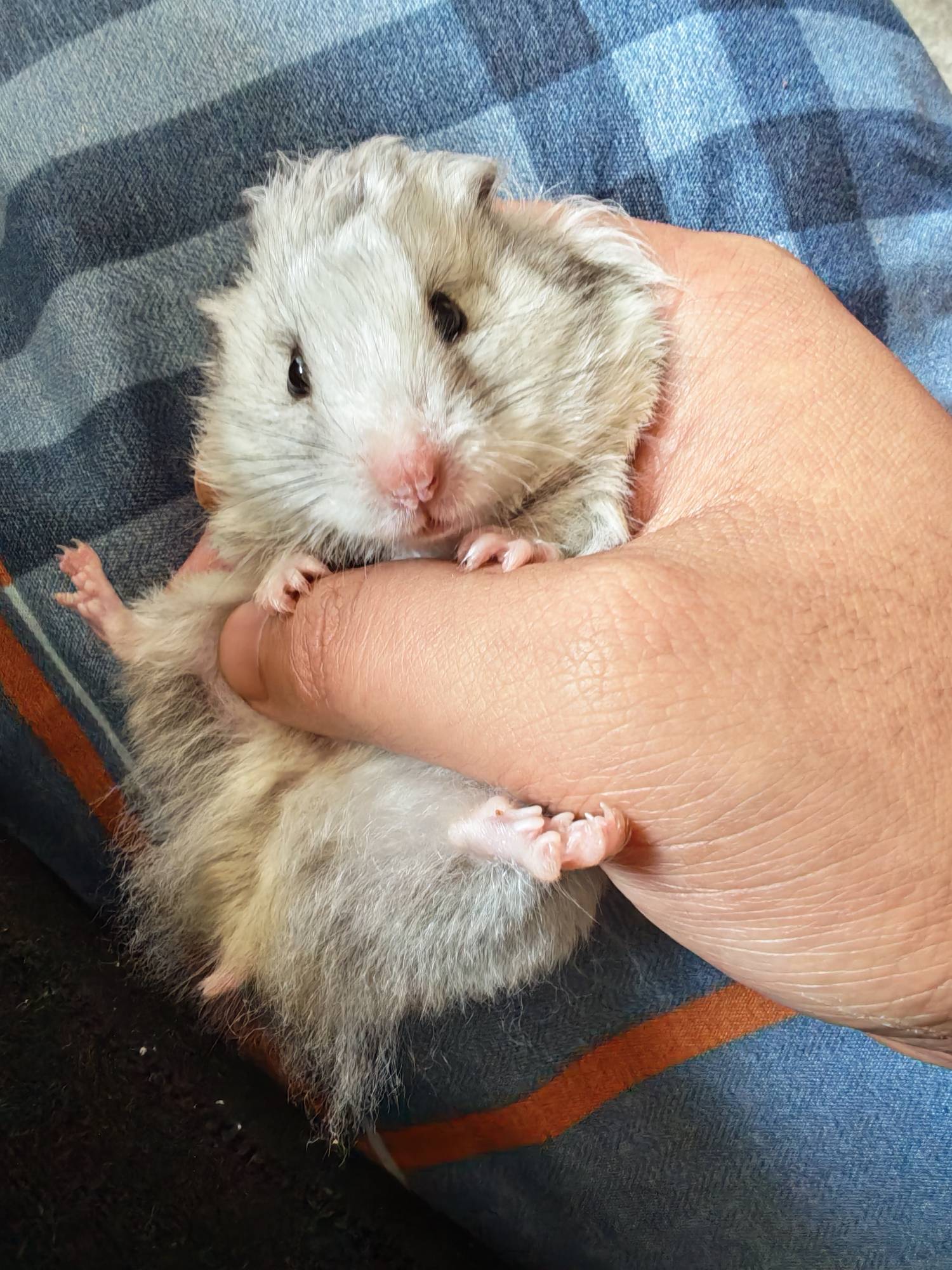 老哥你怎么不发荣耀500了，是不喜欢吗

83 / 作者:夜场如此美 / 