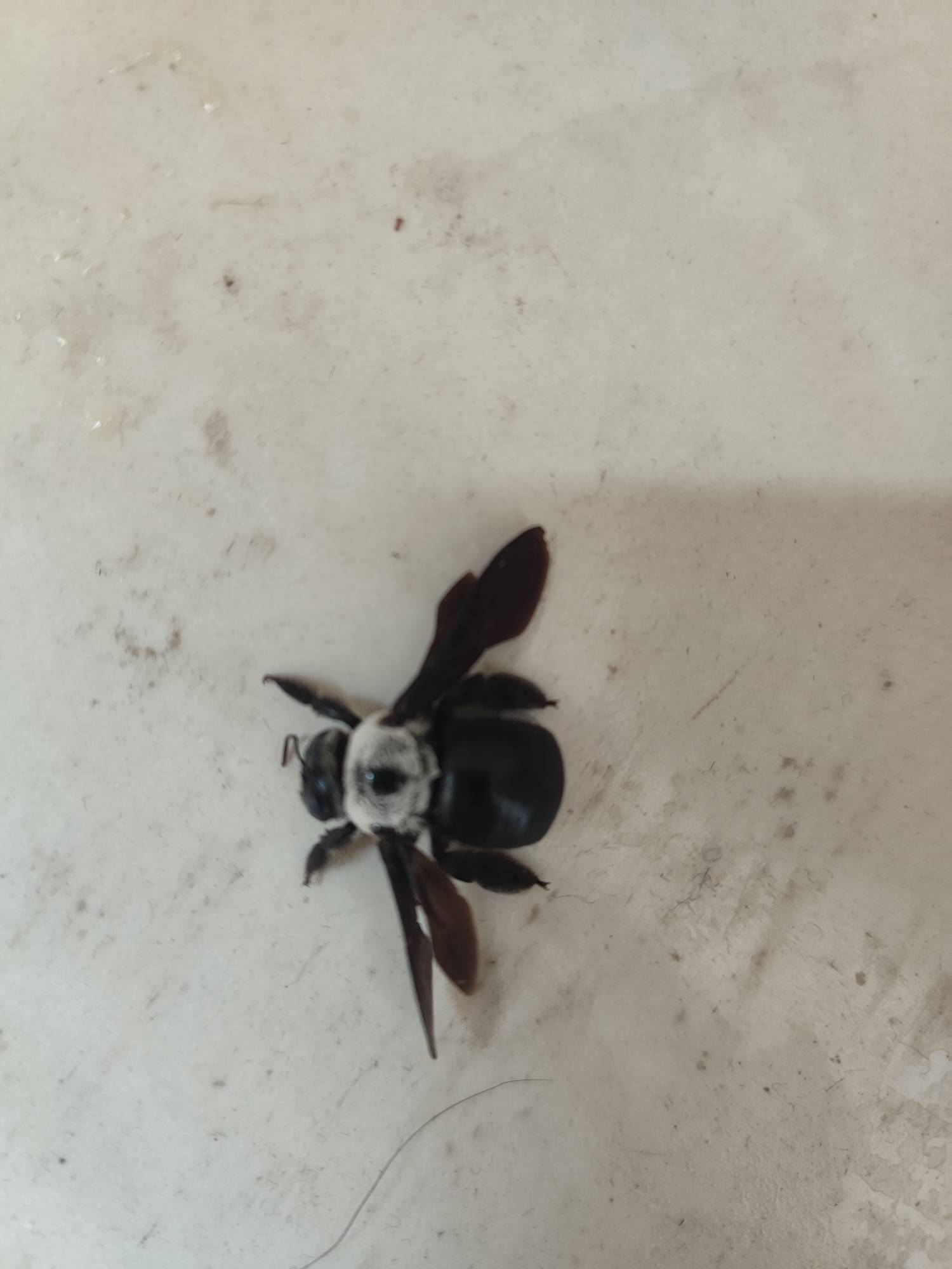 这个是蜜蜂王吗，老是有小蜜蜂进房间，现在进这玩意

55 / 作者:哦这样吗 / 