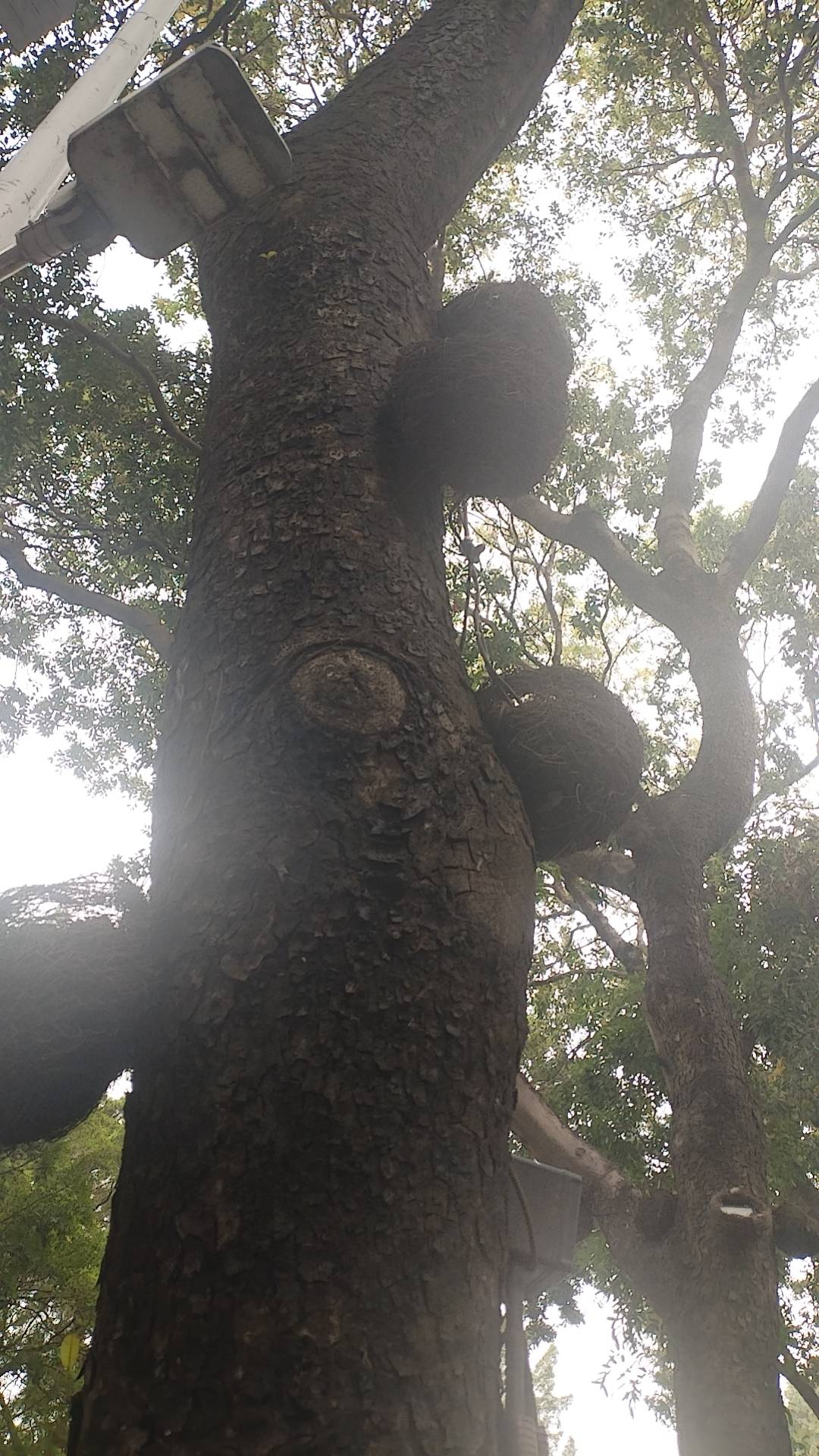 发毛啊，想饿四真老哥吗？

82 / 作者:湖南陈小春 / 