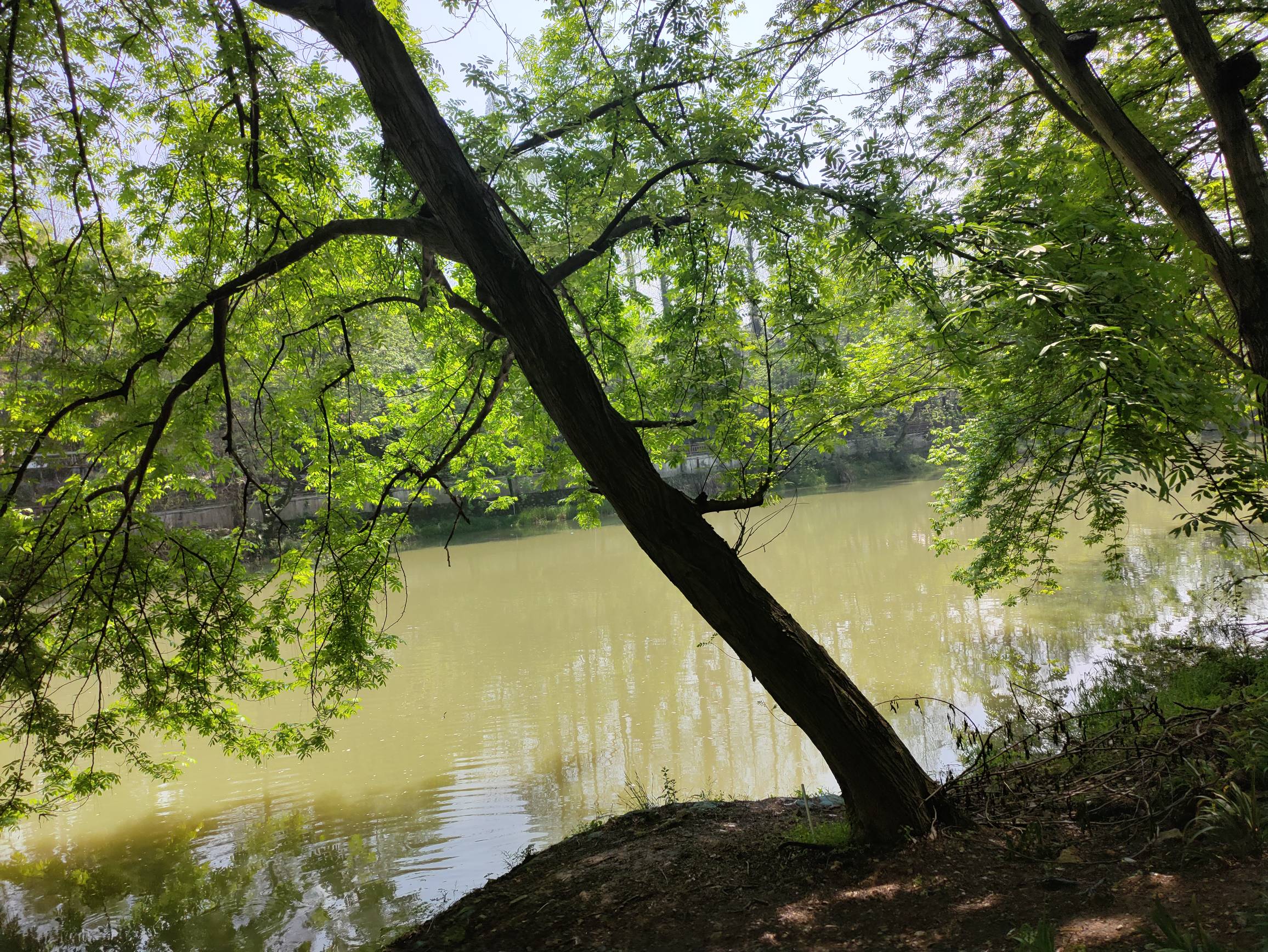 老哥们，不在挂比酒店躺着了，出来游山玩水了




7 / 作者:红菜苔 / 