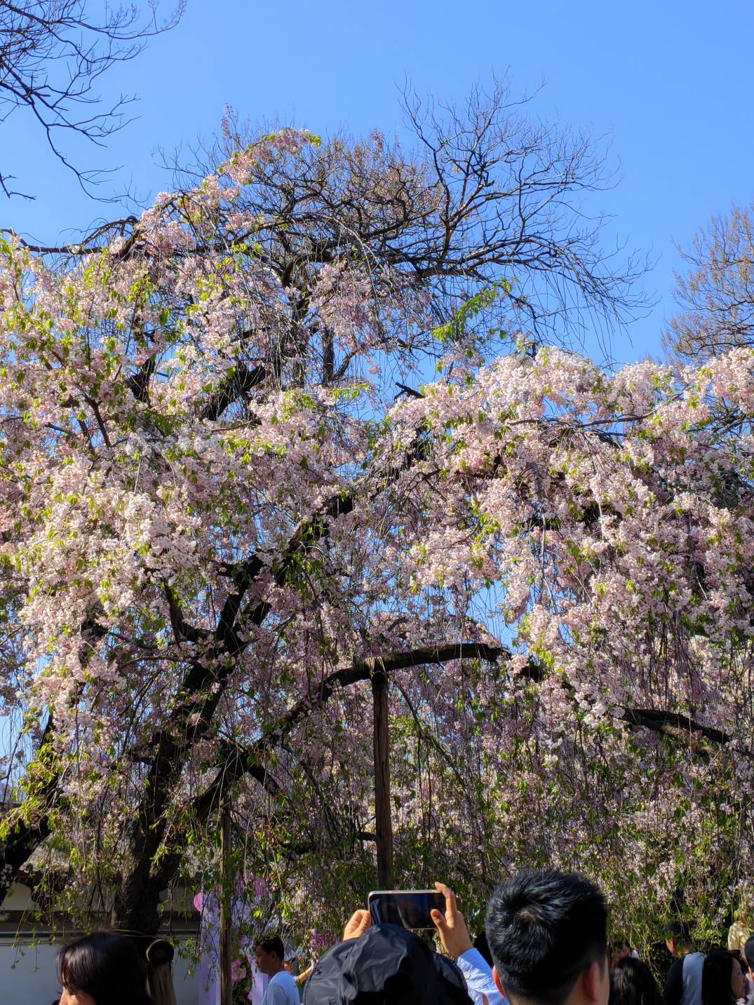 公园看花





55 / 作者:Ly199417 / 