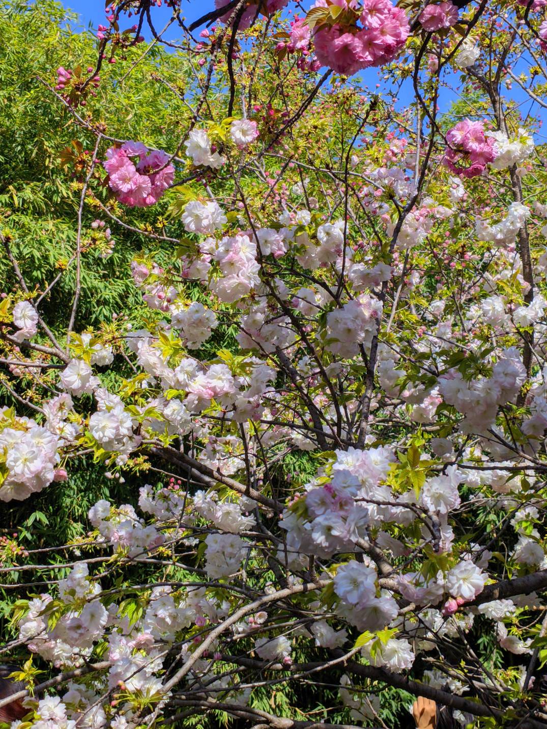 公园看花





27 / 作者:Ly199417 / 