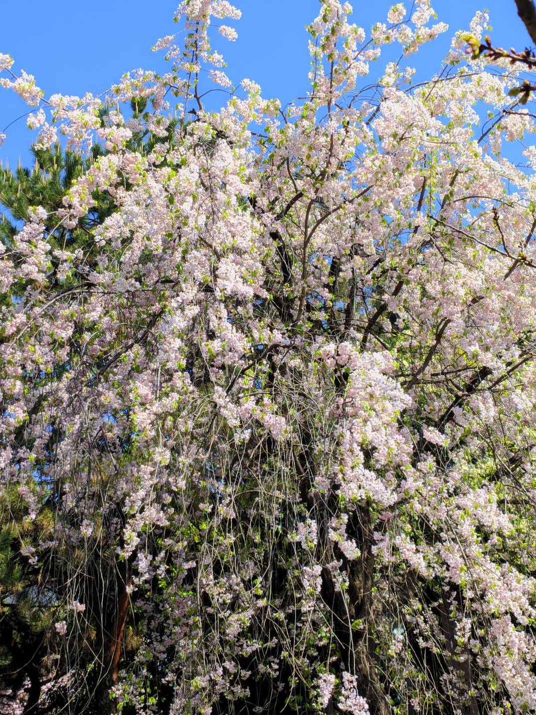 公园看花





61 / 作者:Ly199417 / 