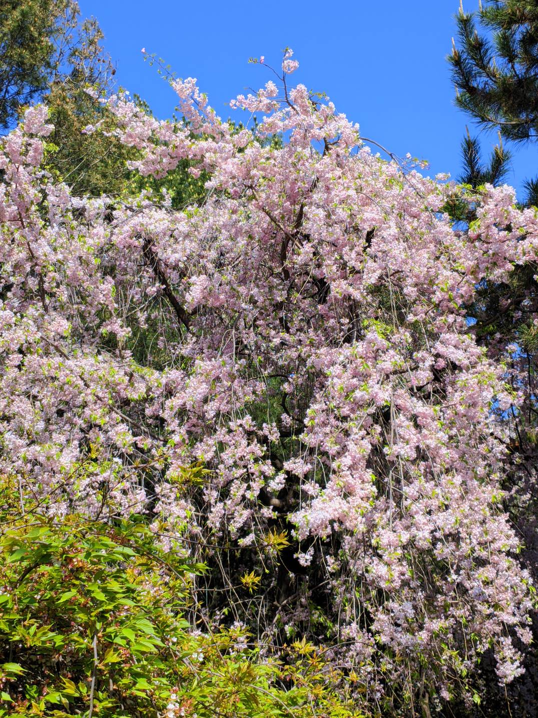 公园看花





64 / 作者:Ly199417 / 