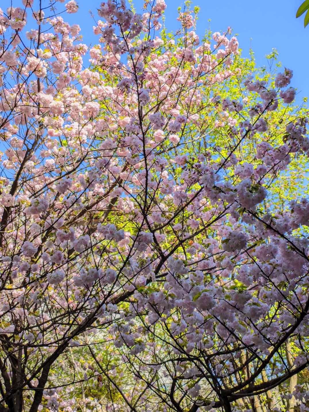 公园看花





61 / 作者:Ly199417 / 