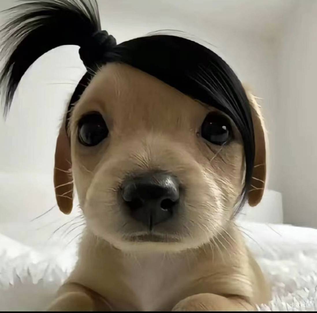 老哥们又在偷偷打螺丝吗，怎么没毛

45 / 作者:走马街看日出 / 