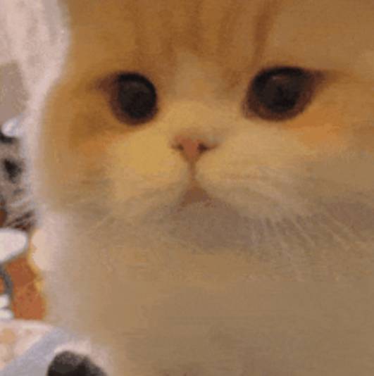 中行超柜上换预留要他们按指纹授权的不？

14 / 作者:旺仔牛奶糖i / 