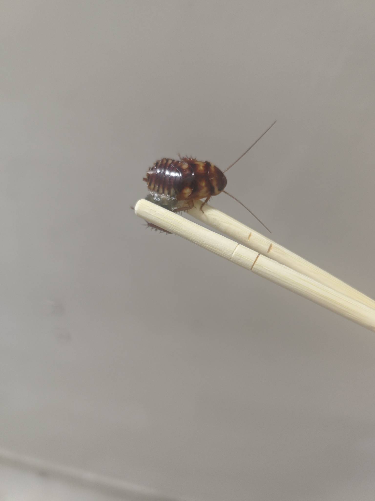 老哥们这广东蟑螂内脏踩出来了还能爬？ 这地方各种虫子真的多 天天有东西睡觉咬我

74 / 作者:梦想当村长 / 
