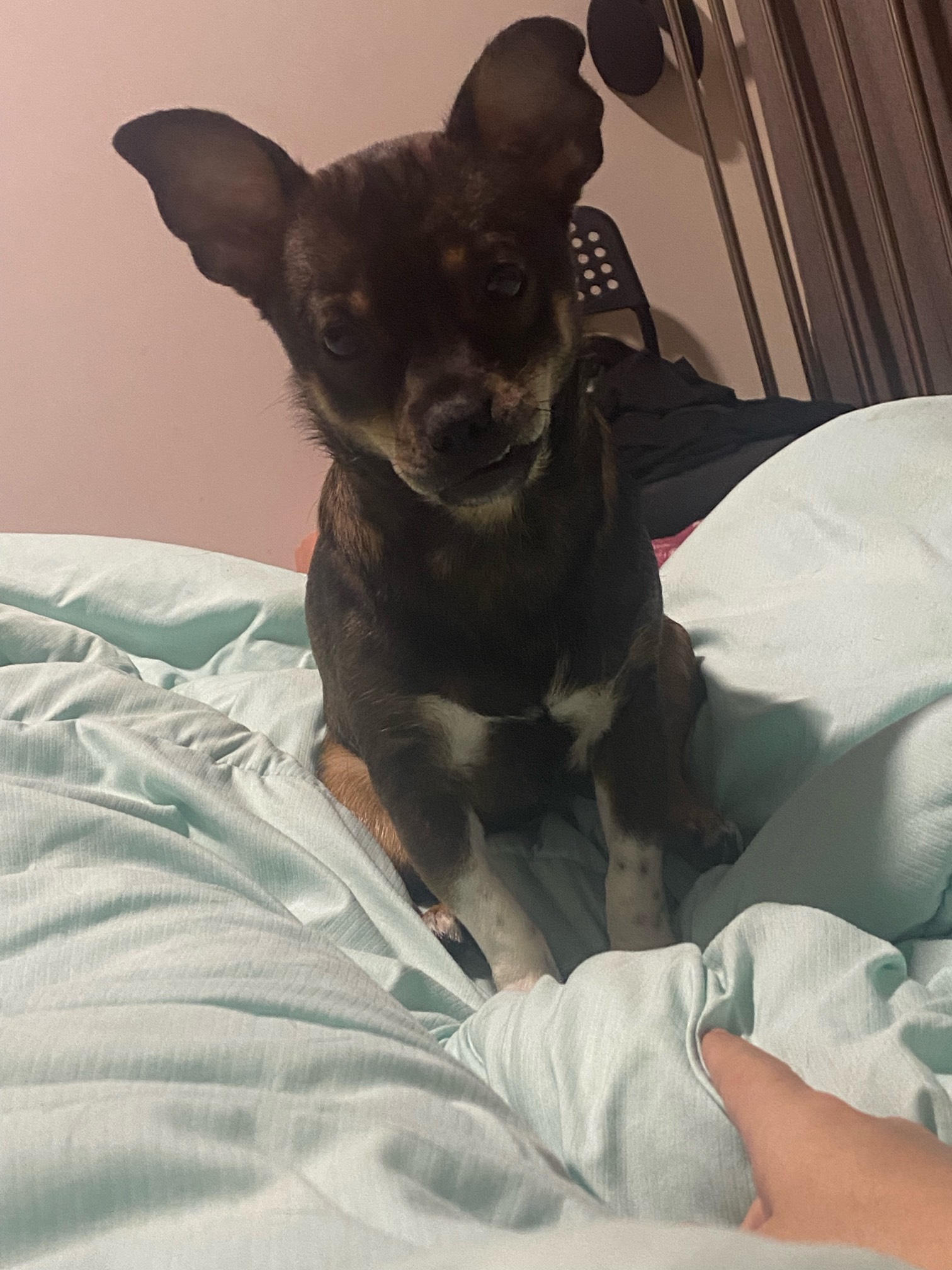 半夜没看卡农 刚学明白弄了一个10第二个就凉了烂番茄误我啊

7 / 作者:梓乐i / 