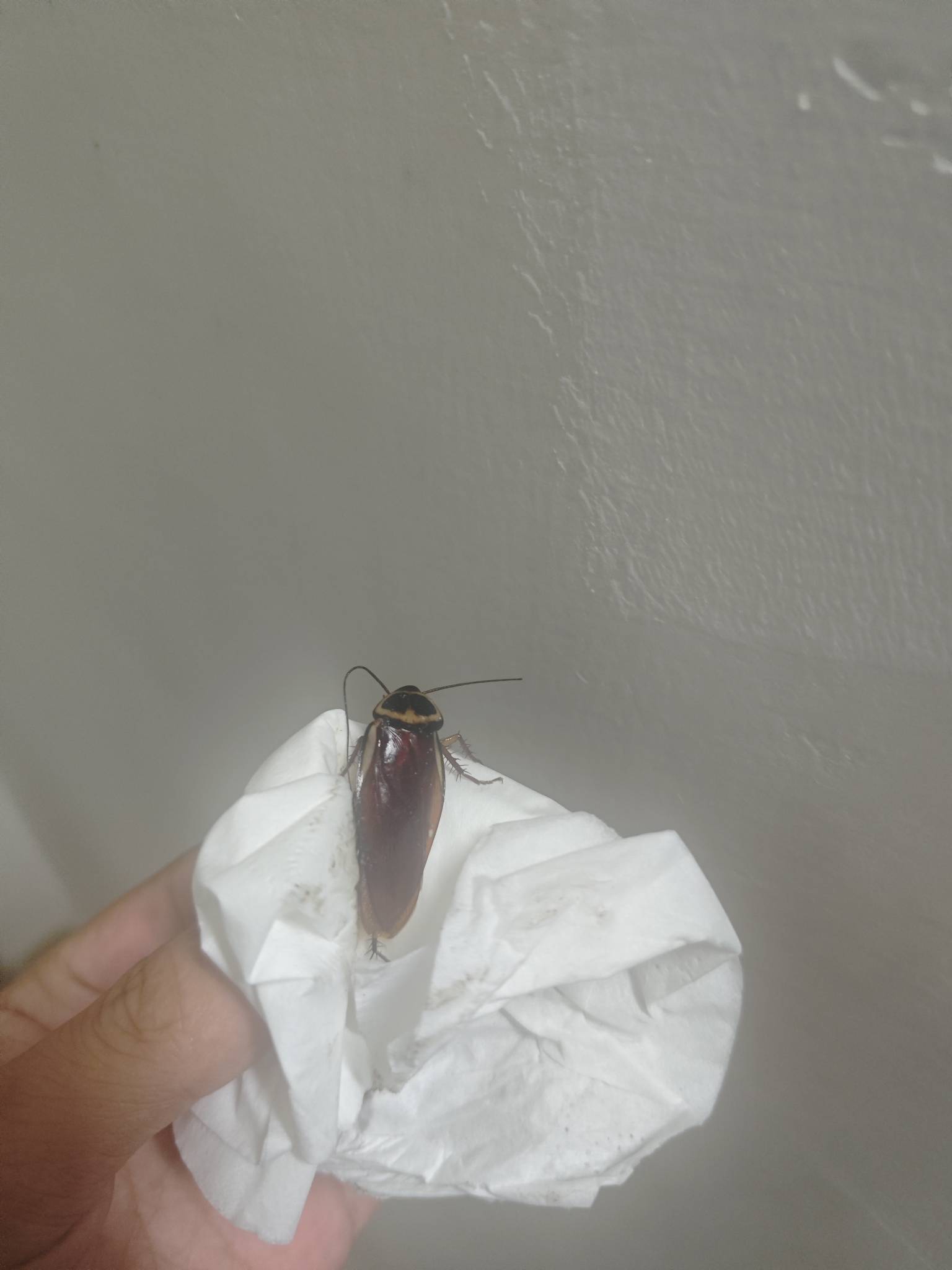 一下雨挂壁房蟑螂真多啊 第一次见

15 / 作者:梦想当村长 / 