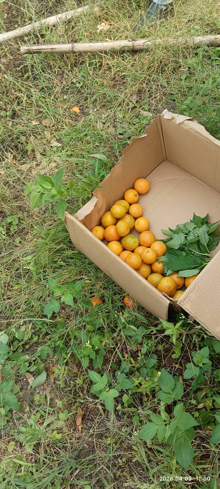 那天去拜太公，偷别人家柑橘，差点被抓


89 / 作者:永恒yi / 