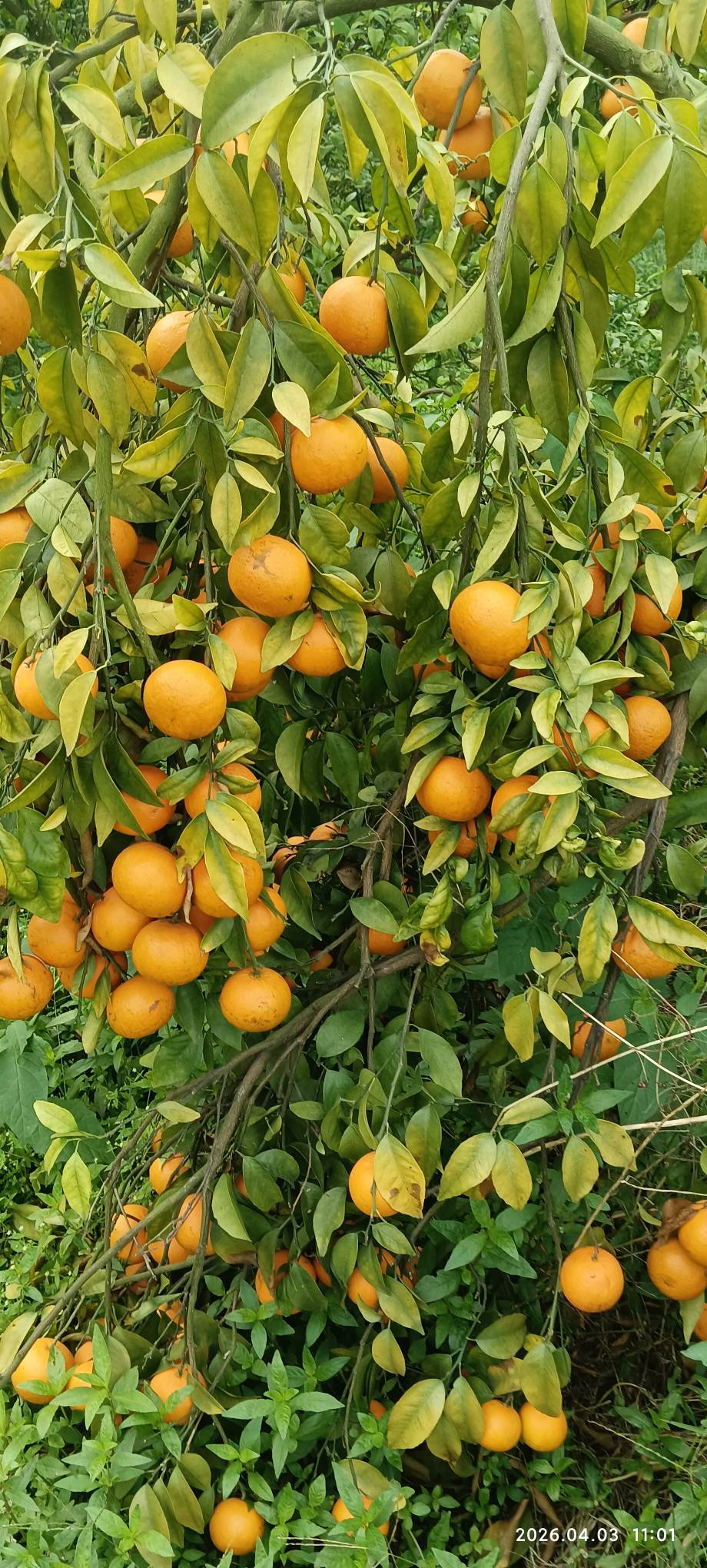 那天去拜太公，偷别人家柑橘，差点被抓


43 / 作者:永恒yi / 