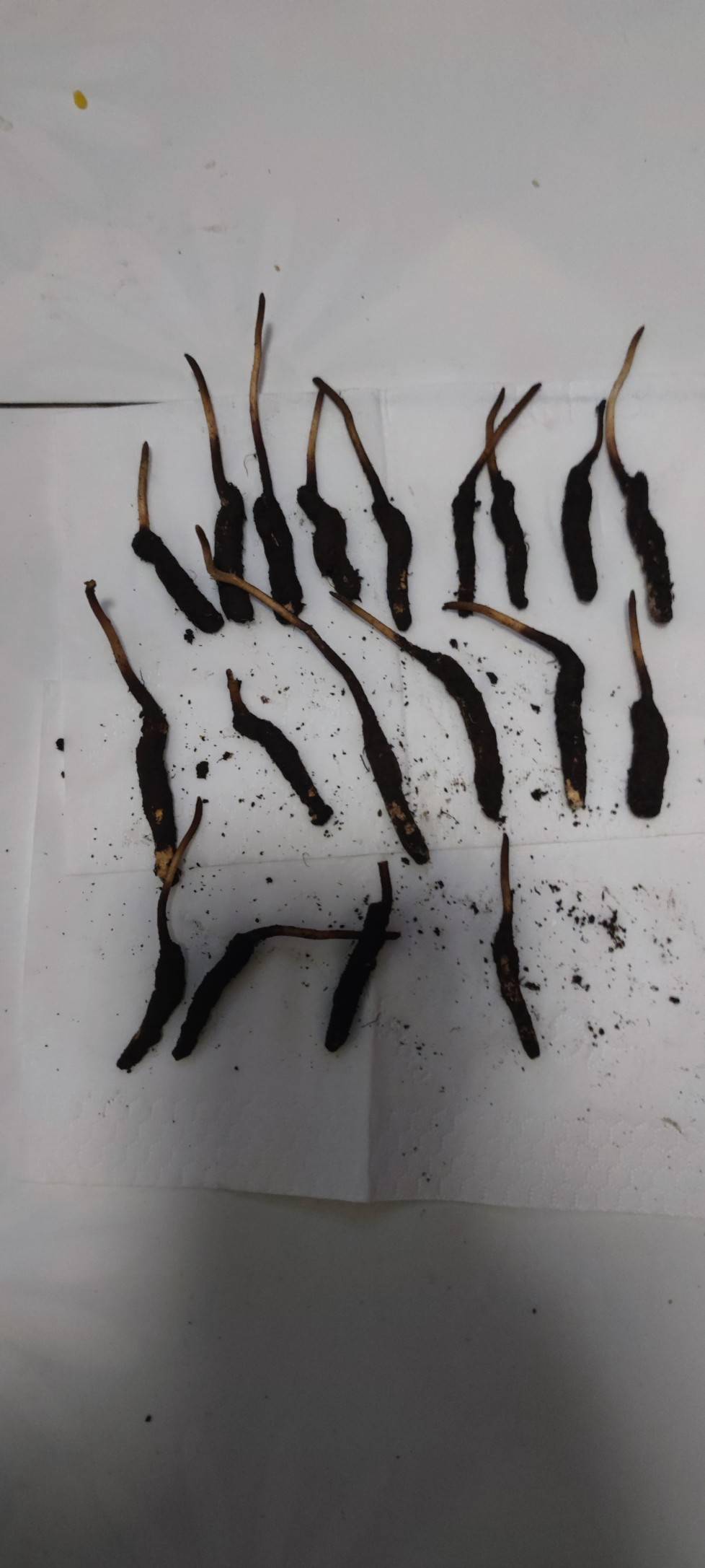 大毛，天天都有的大毛




25 / 作者:丷二霸丷 / 