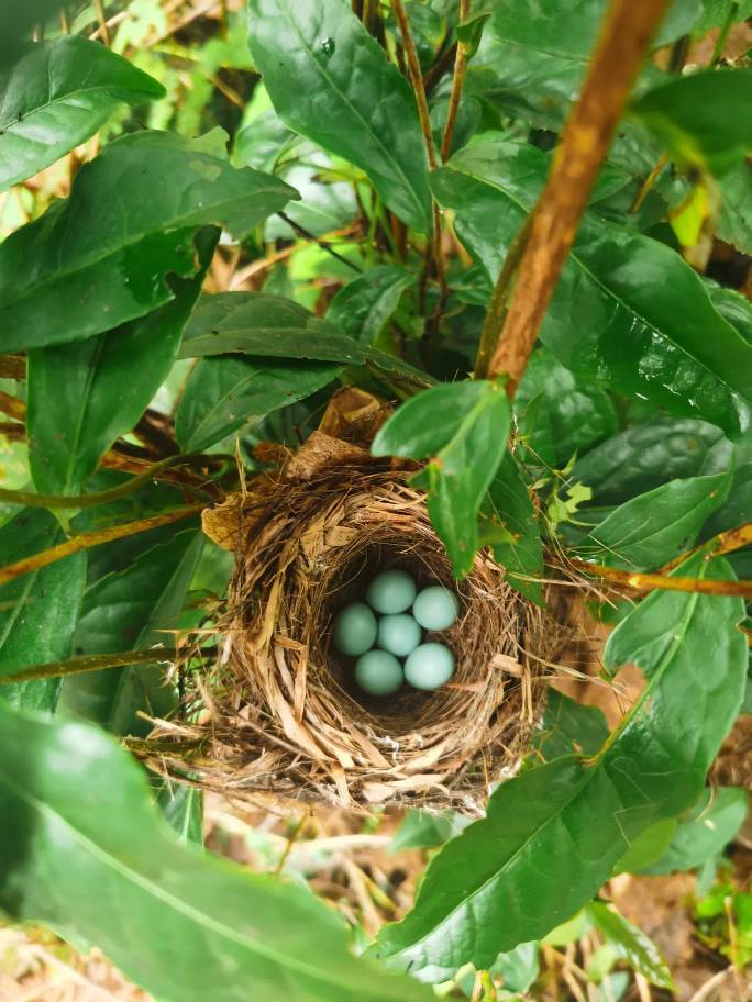 没有羊毛，在山上捡一点鸟蛋吃一下算了

75 / 作者:果然一道 / 