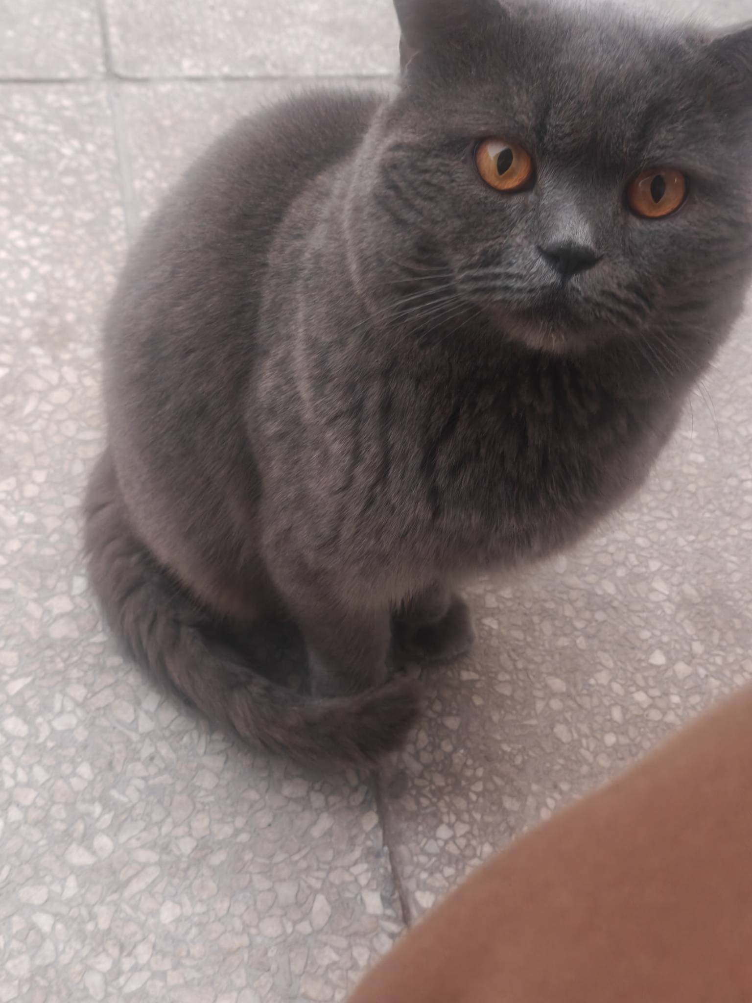 老哥人手一只猫，50块收只猫，看着干净就行了
12 / 作者:吴佳鸡 / 