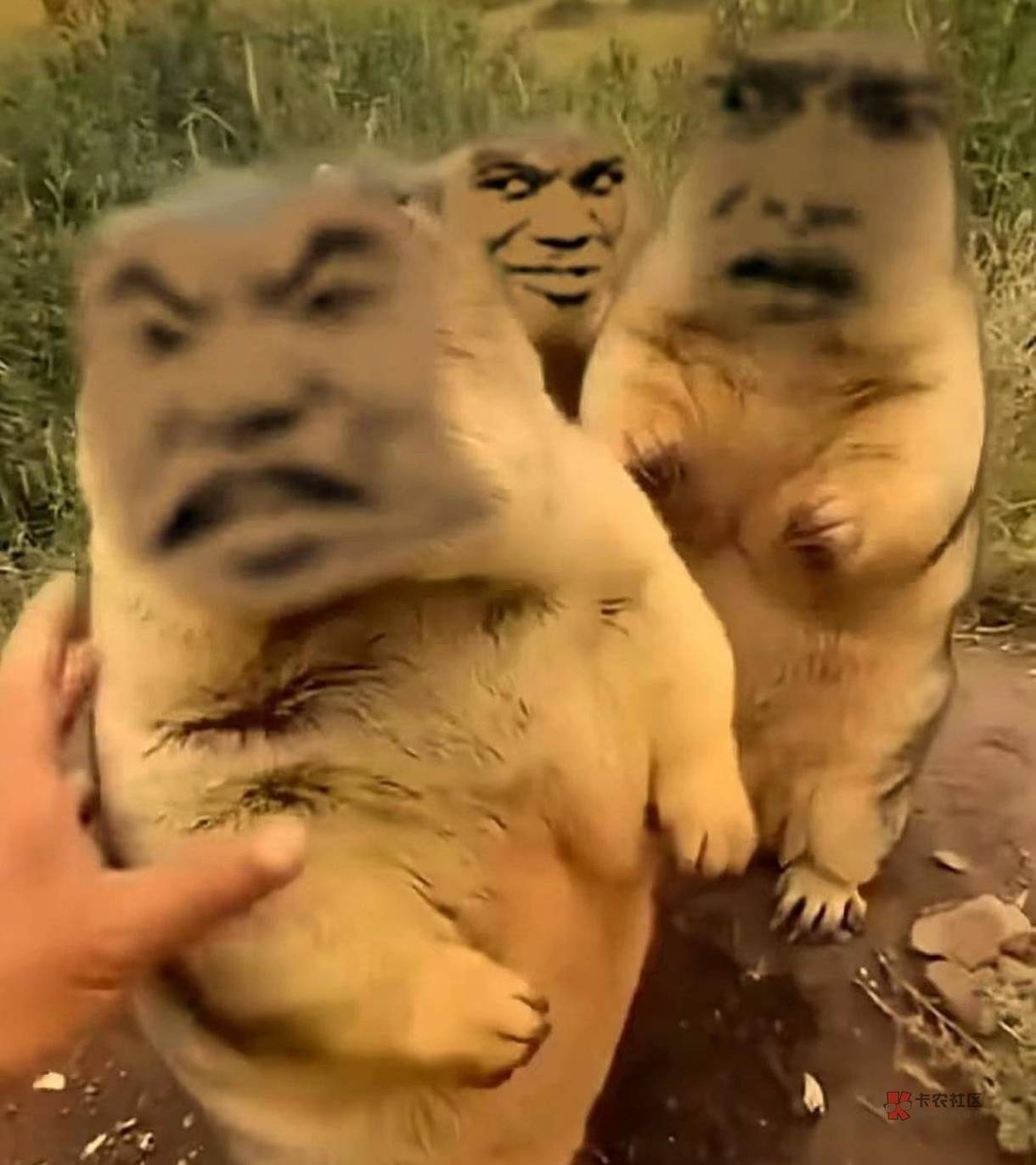 又是白虎的一天



96 / 作者:湖南陈小春 / 