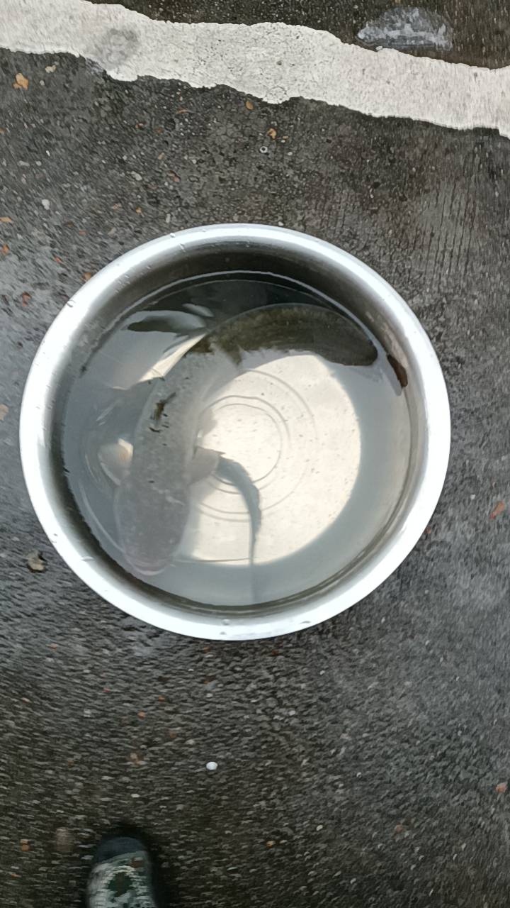 没钱眉毛只能靠几个地笼搞点鱼过日子

88 / 作者:小李热 / 