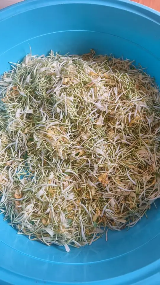 今天没有大毛吧，我山上刚摘金银花回来。应该有一百多毛了


76 / 作者:果然一道 / 