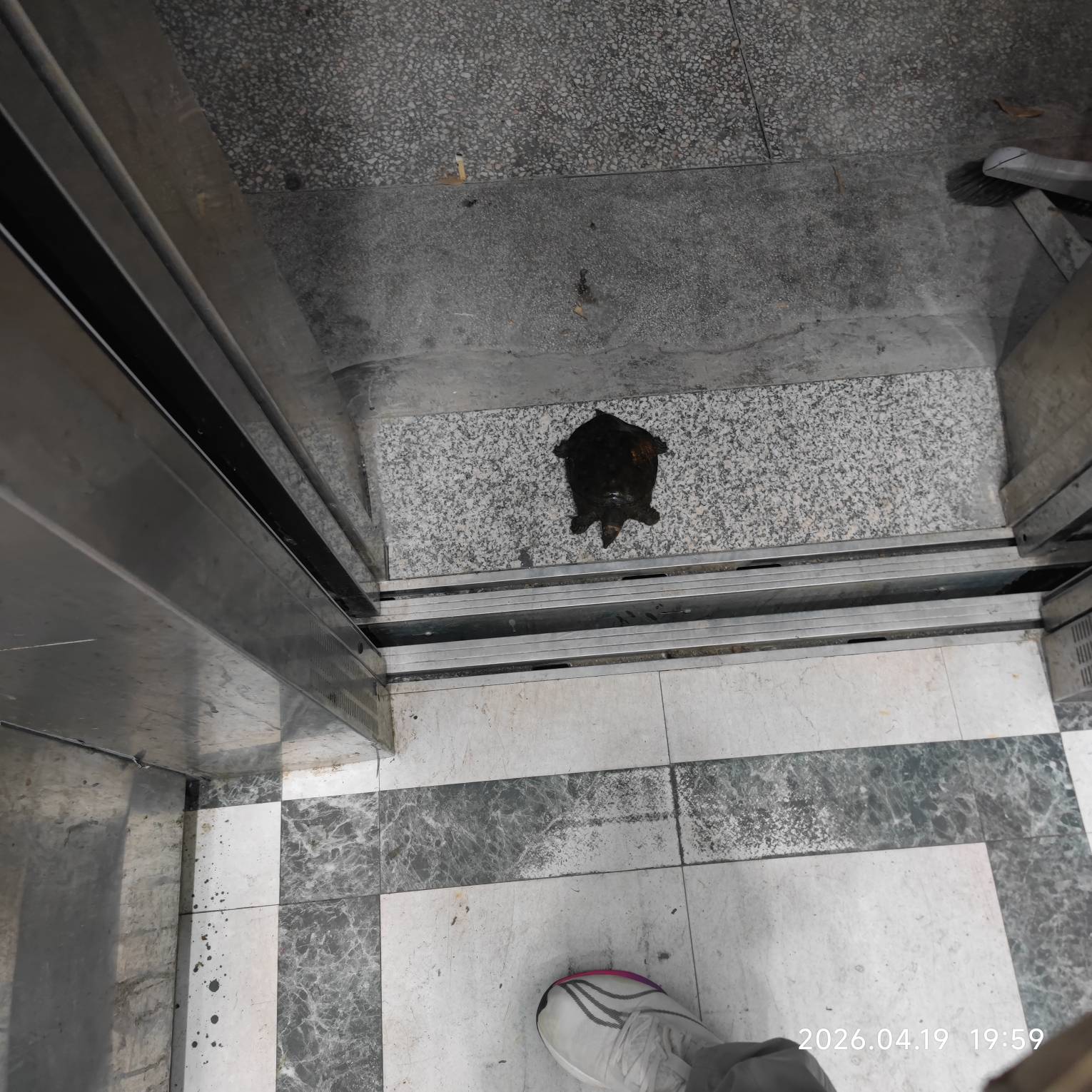 吓我一跳谁的王八掉电梯门口了

69 / 作者:心态放青葱9 / 