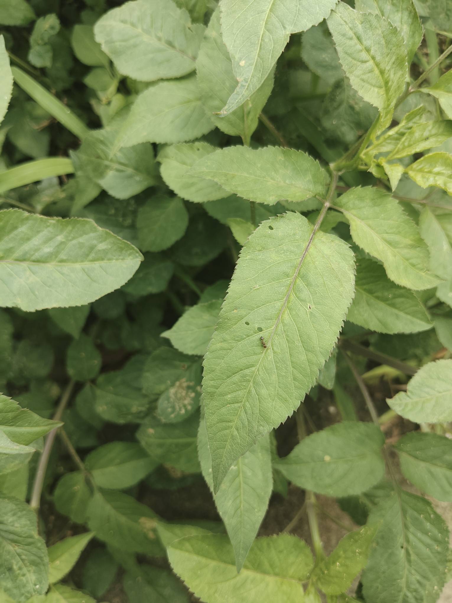 支付宝发票都退款了也到账？

52 / 作者:罗云熙 / 