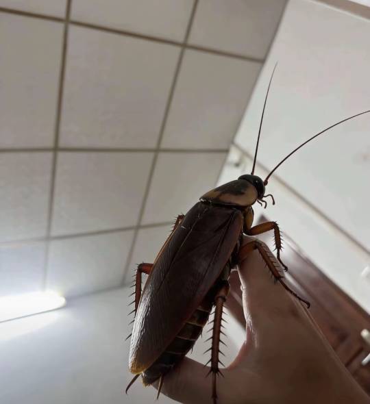 北方的老哥，你怕不怕？

27 / 作者:看看老哥怎么搞 / 