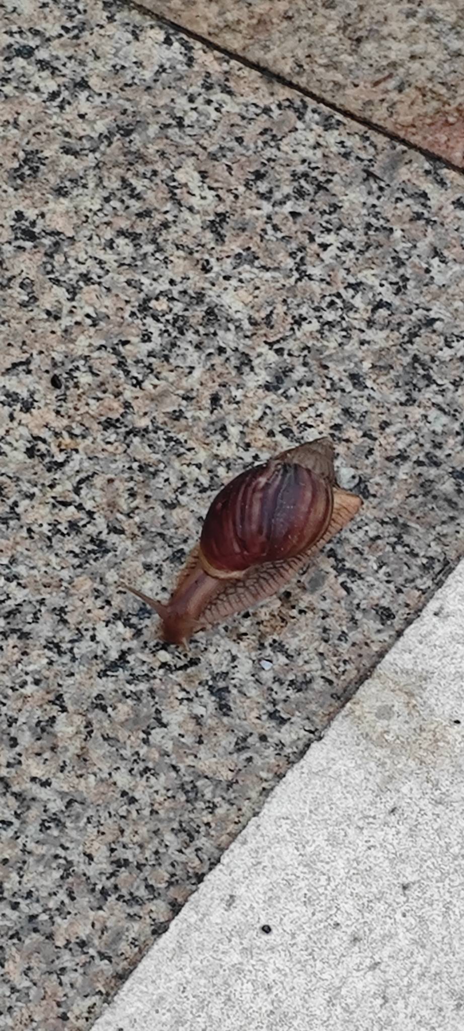 广东的蜗牛这么大的吗？我们那边只有小田螺一般大小的

36 / 作者:卡农豆包 / 