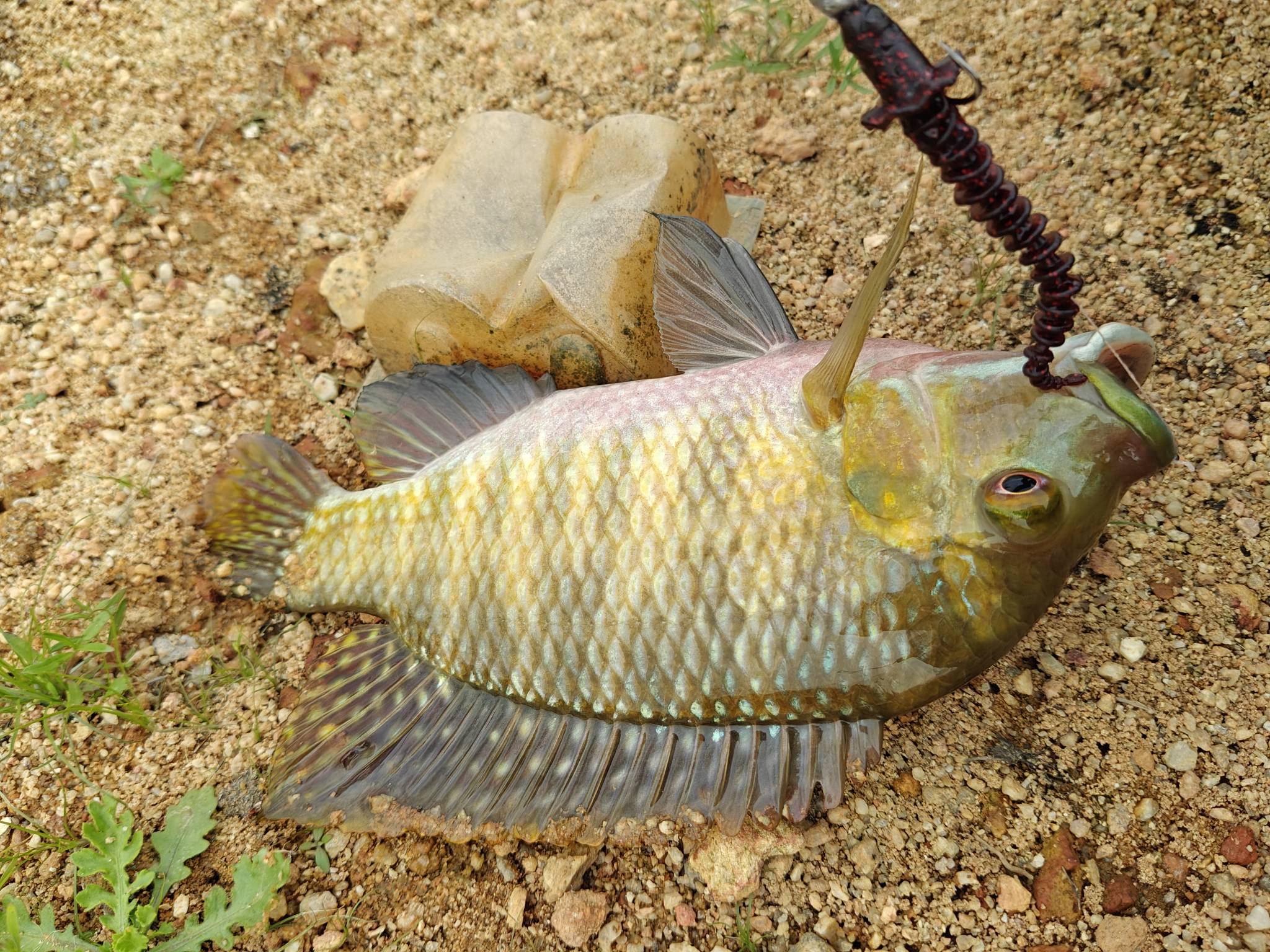 京东不能买 10E 卡的吗？我看只能 50 起

53 / 作者:卡农11O⥳ / 