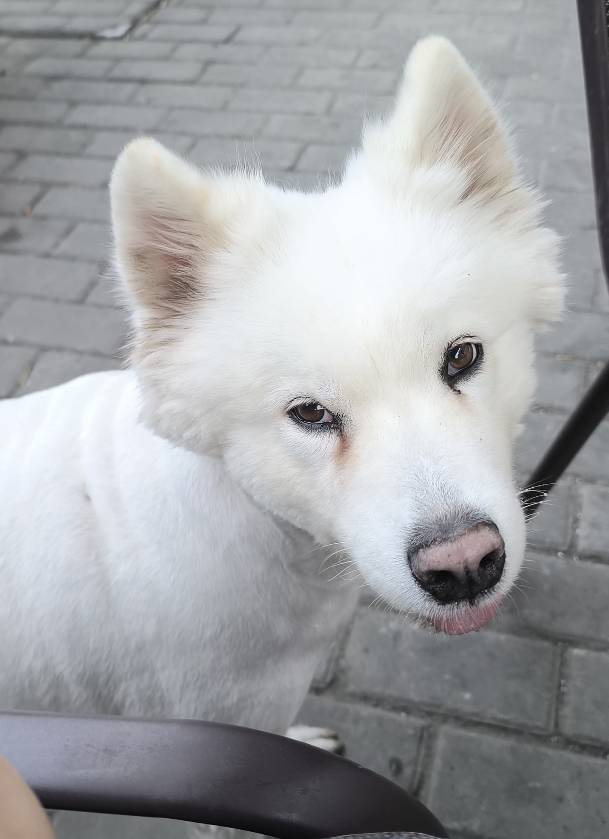这什么犬，吃个饭跑来要饭，下巴放我腿上流一裤子的口水

27 / 作者:老默来条鱼 / 
