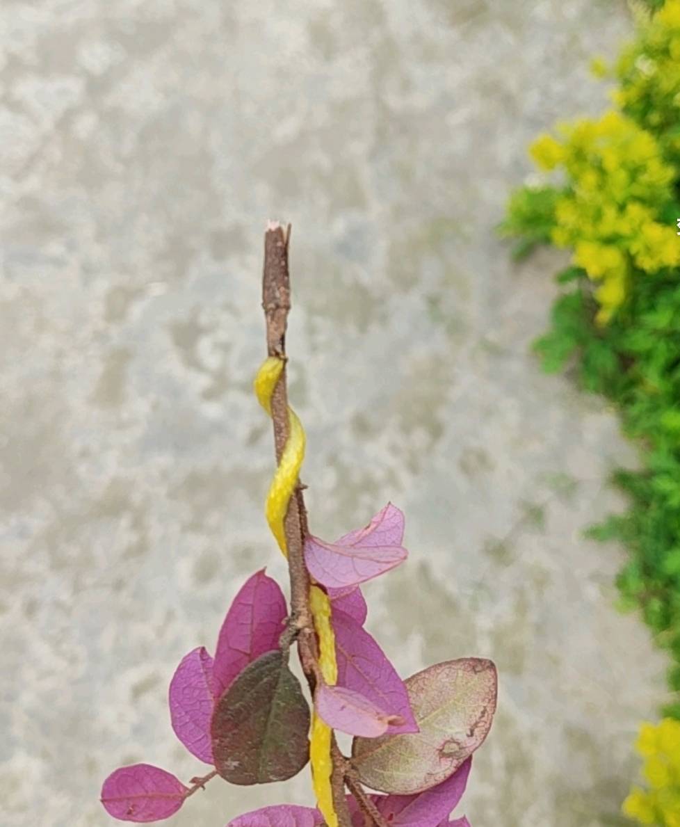 这种藤没有根也能活 一颗树上都挂满了

70 / 作者:昂xo123 / 