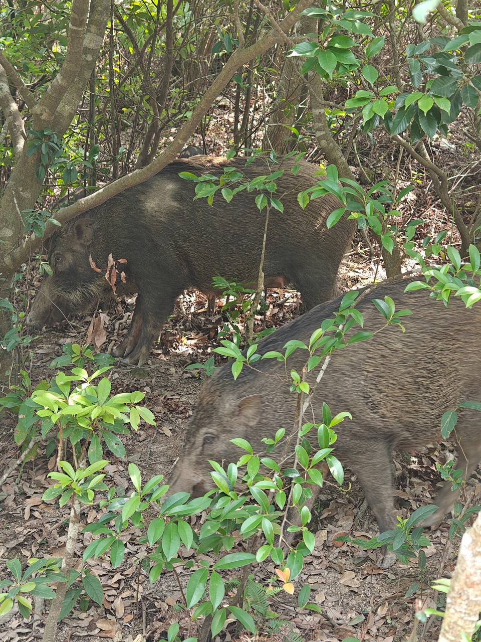 梧桐山的野猪下崽了今天看到的，起码有七八只小的，有没有想法？过几天放假了找几个人52 / 作者:梦回大唐做王爷 / 