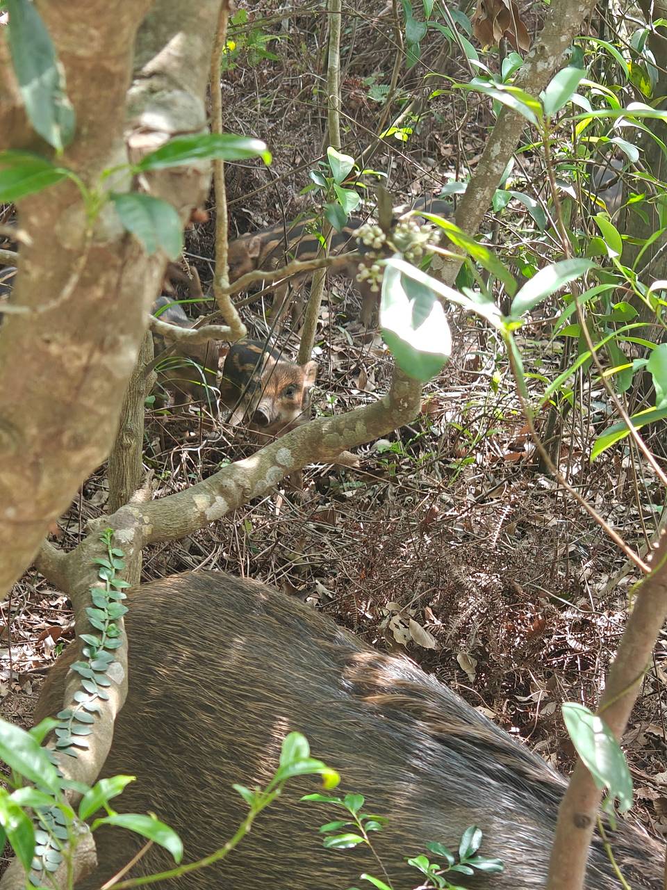 梧桐山的野猪下崽了今天看到的，起码有七八只小的，有没有想法？过几天放假了找几个人25 / 作者:梦回大唐做王爷 / 