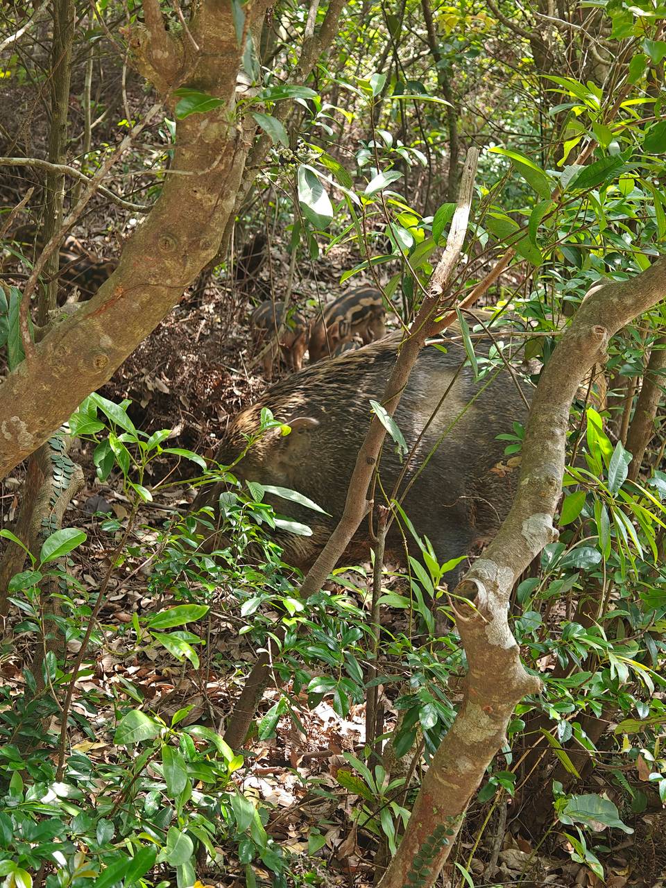 梧桐山的野猪下崽了今天看到的，起码有七八只小的，有没有想法？过几天放假了找几个人33 / 作者:梦回大唐做王爷 / 