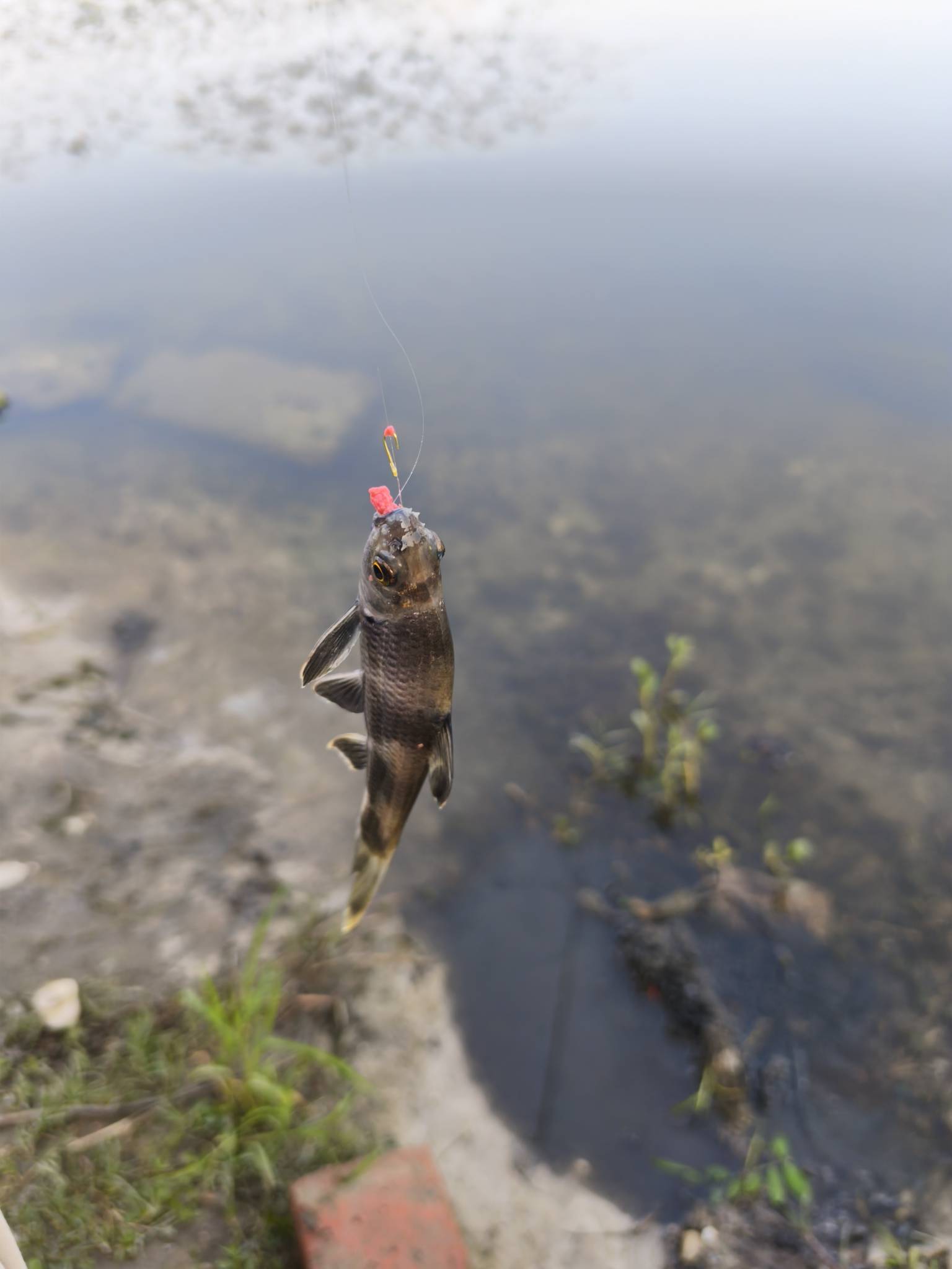 看各位在薅东哥，我也点进去，花6块薅了点鸡排，无聊没事吃吃

63 / 作者:布吉岛1 / 