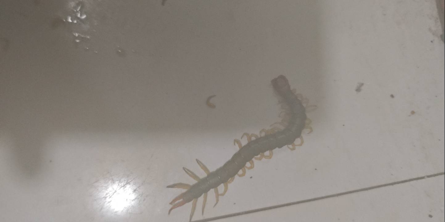 蜈蚣

26 / 作者:露西亚的鱼 / 