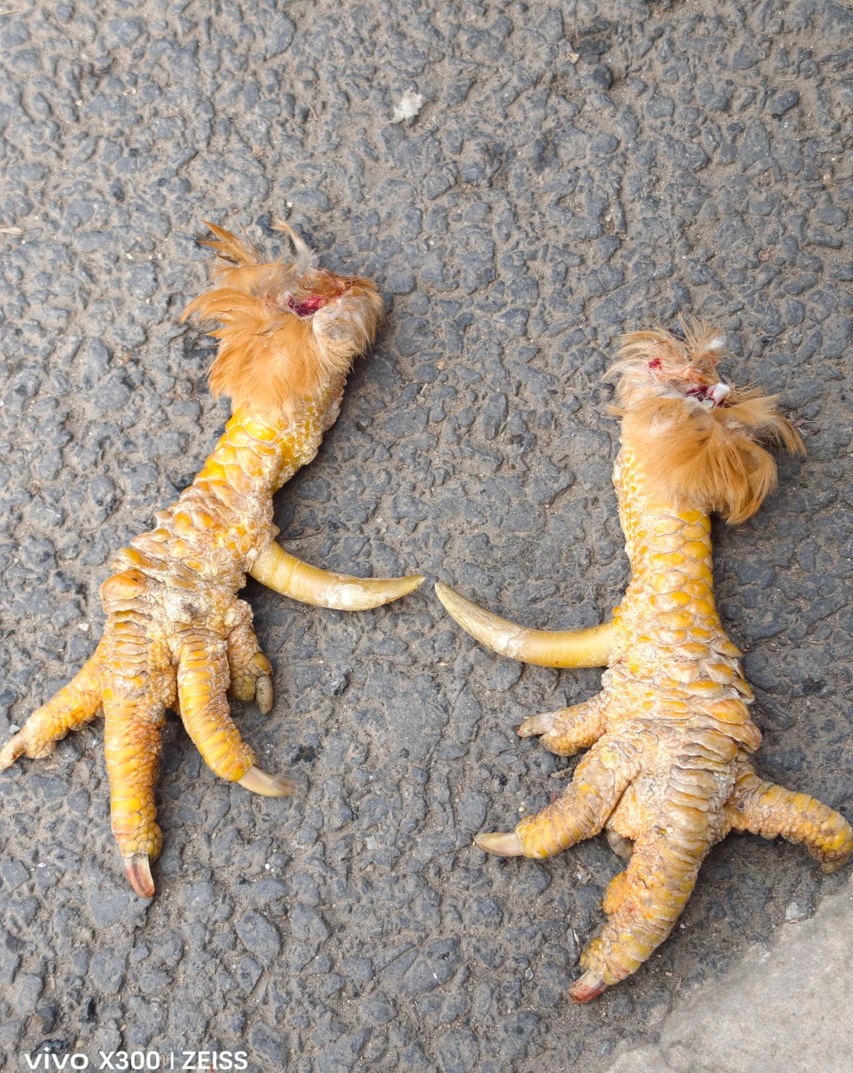  没毛了 明天卖两个鸡爪子 又能躺平了 我怕俺奶说我 我就剁了两个鸡爪子 鸡肉人家不要65 / 作者:陌上花开9698 / 