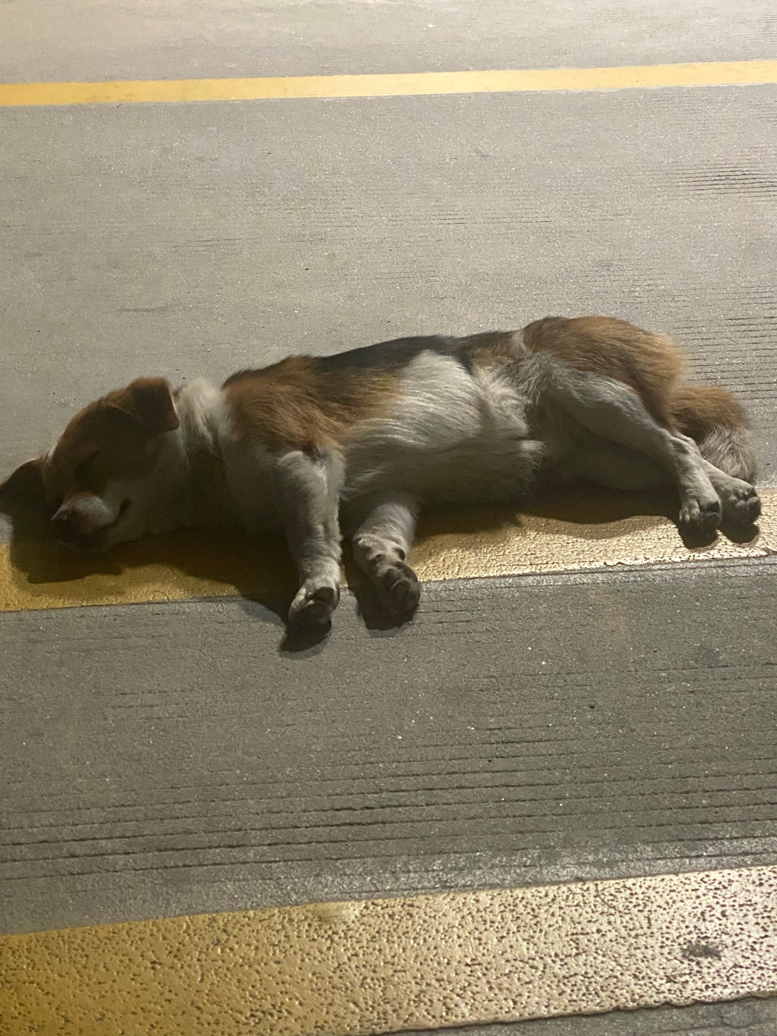 来了一条自来狗，这是柯基还是柴犬、今晚点了半个烤鸡吃完就睡在哪里，不给摸，怎样才29 / 作者:哈哈大爷 / 